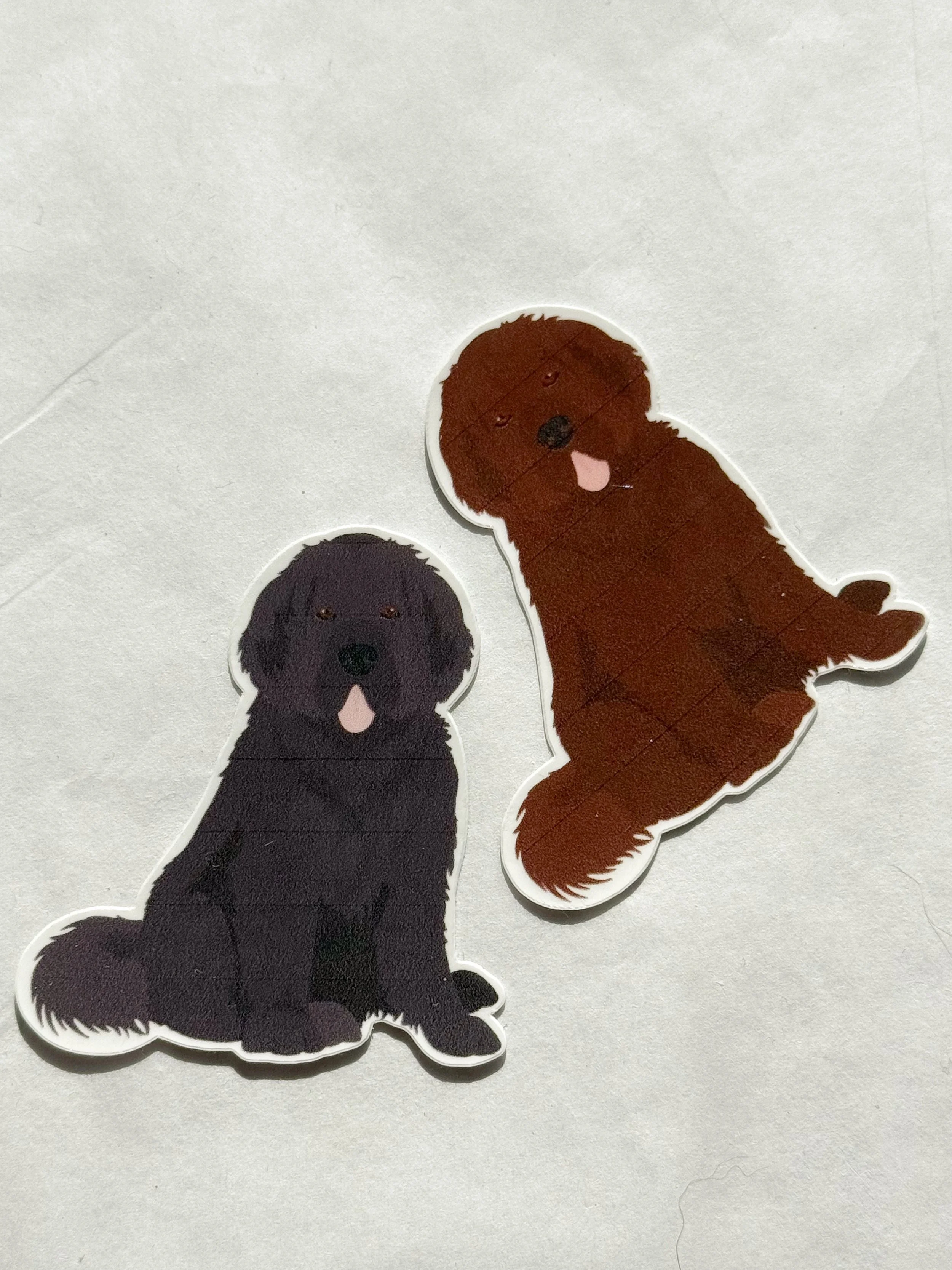 Newfoundland ( Newfie)
