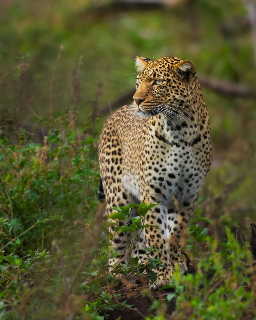 Leopard on a Maasai Mara safari photo tour