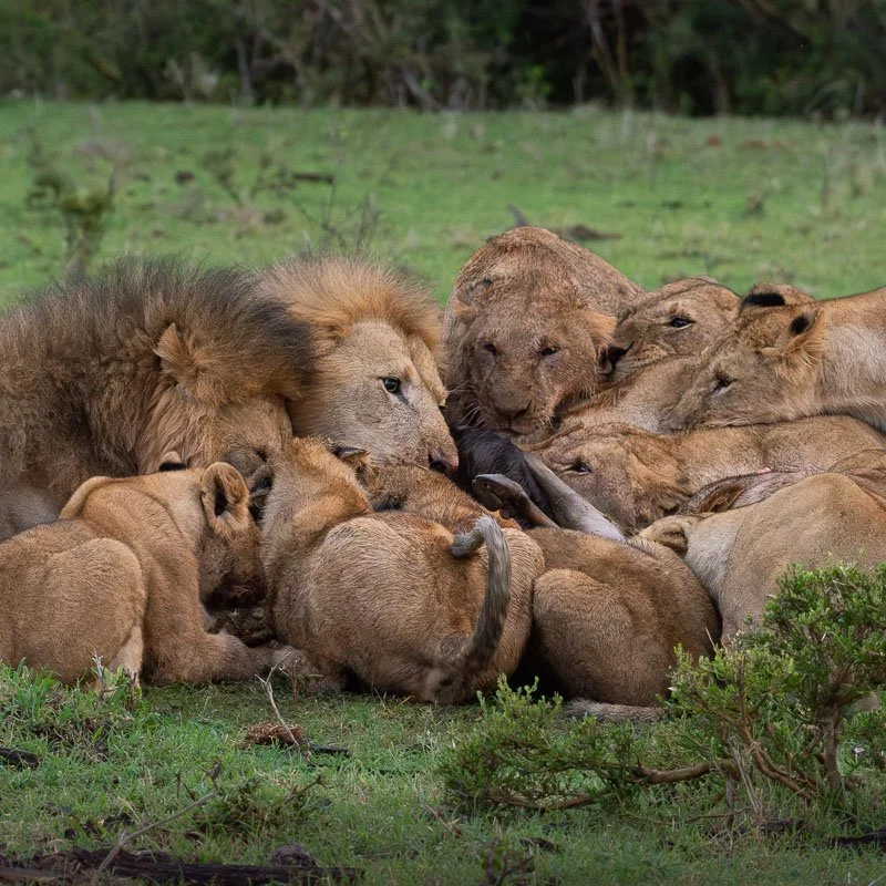 Lion pride eating fresh kill in the Masai Mara Kenya