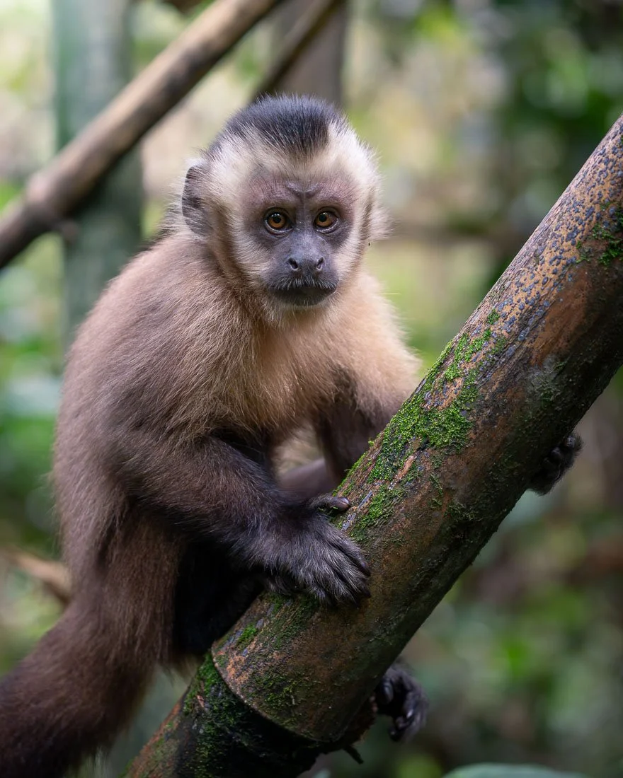 Capuchin monkey in Amazon rainforest on biologist-led tour with The Wild Perspective