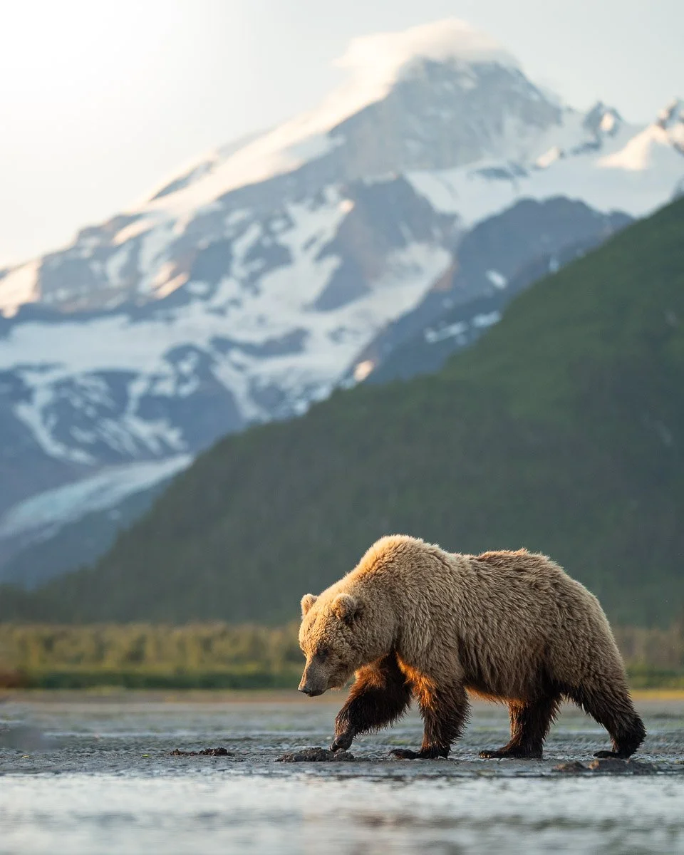 Grizzly bear in golden light on Alaska photography tour