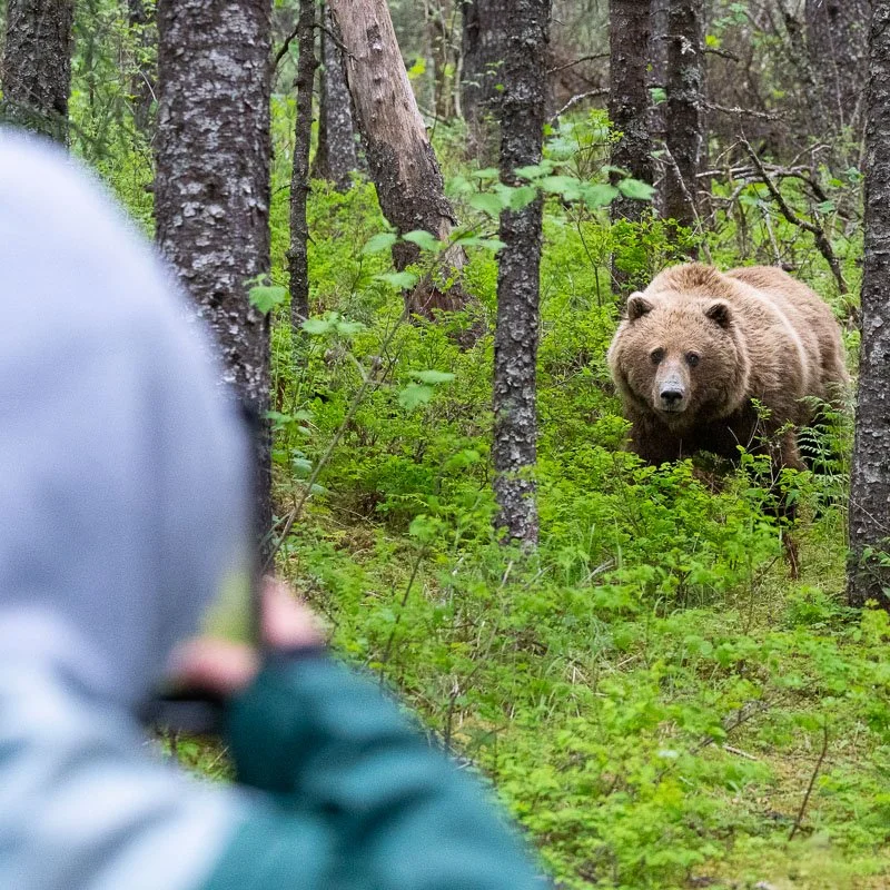 Close bear encounter on biologist-led Alaska wildlife tour