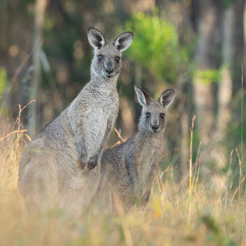 Eastern grey kangaroos positioned for optimal wildlife viewing by biologist guide