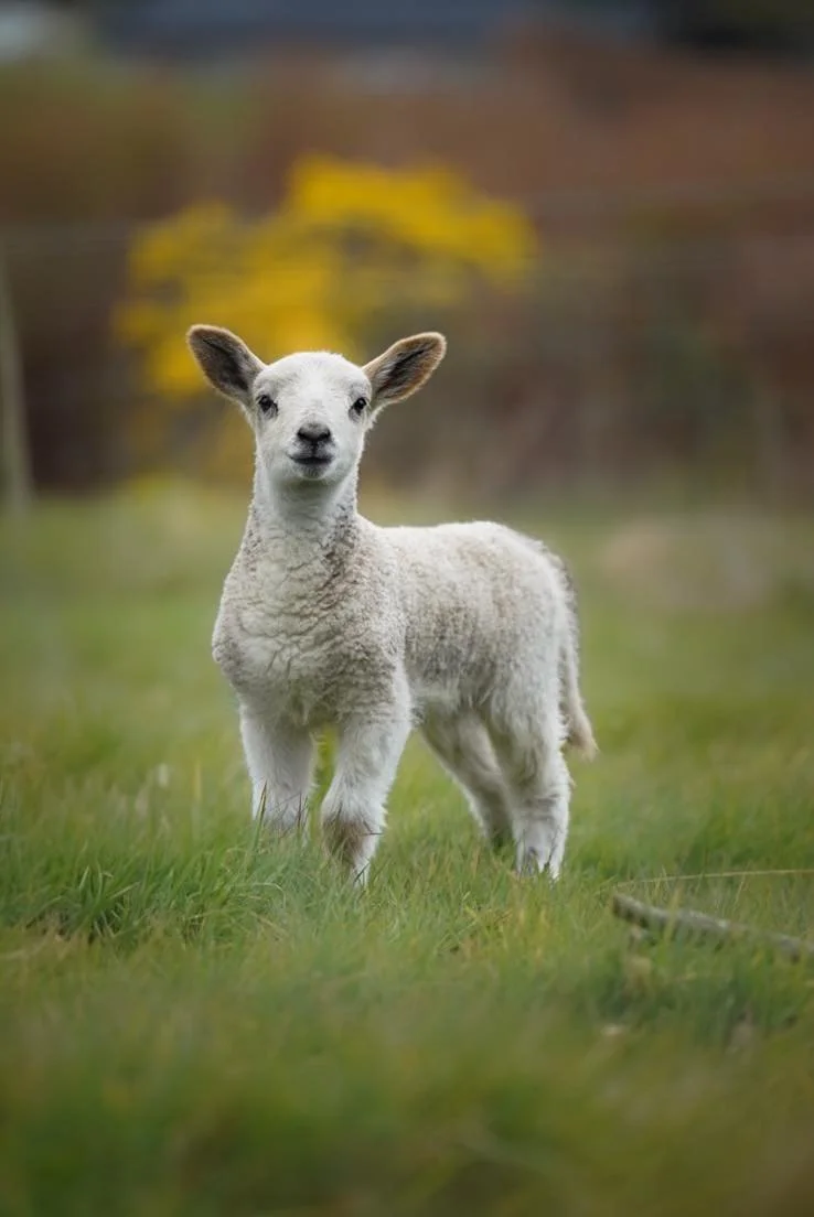 lamb.jpg