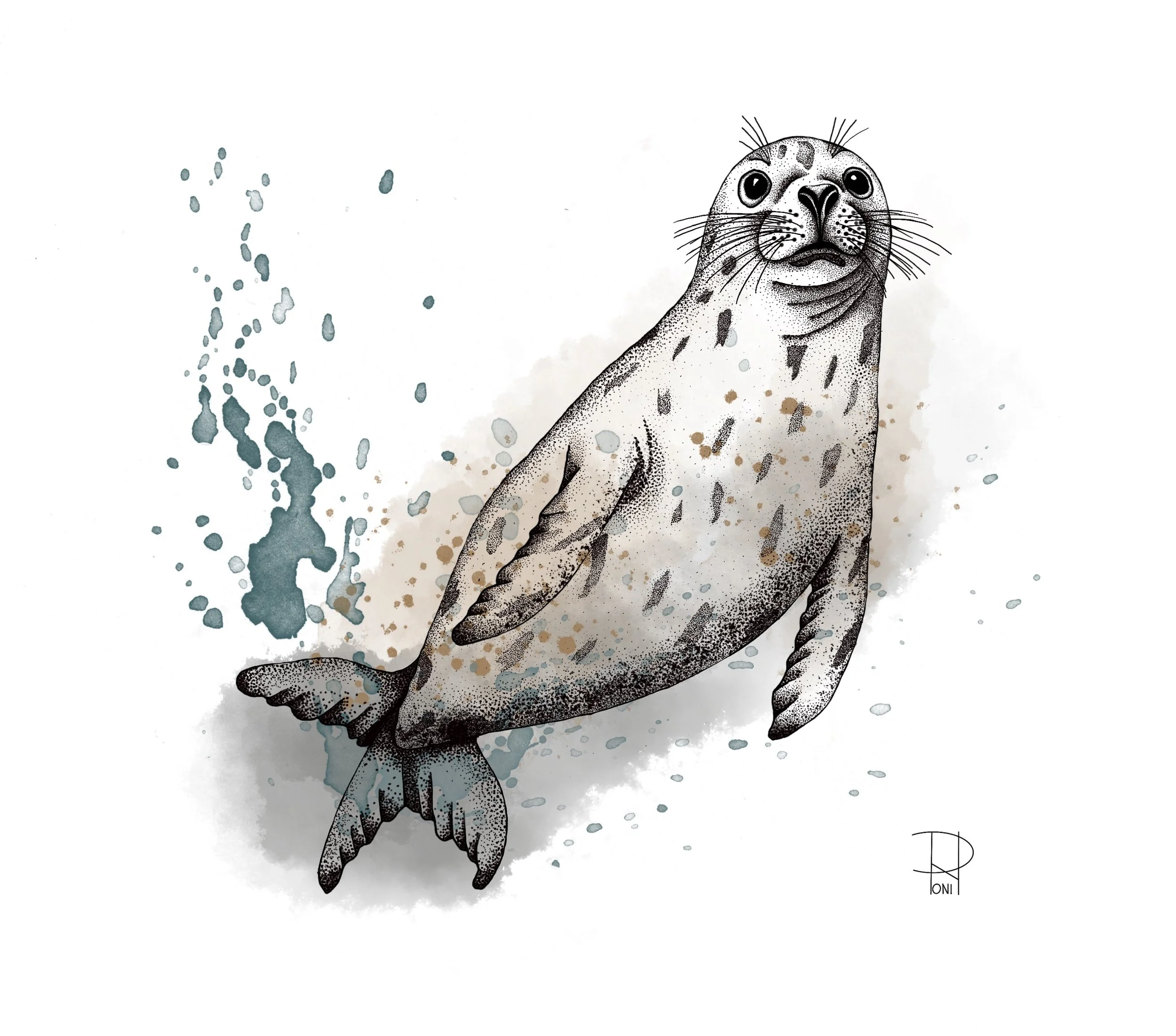 Harbour seal.jpg
