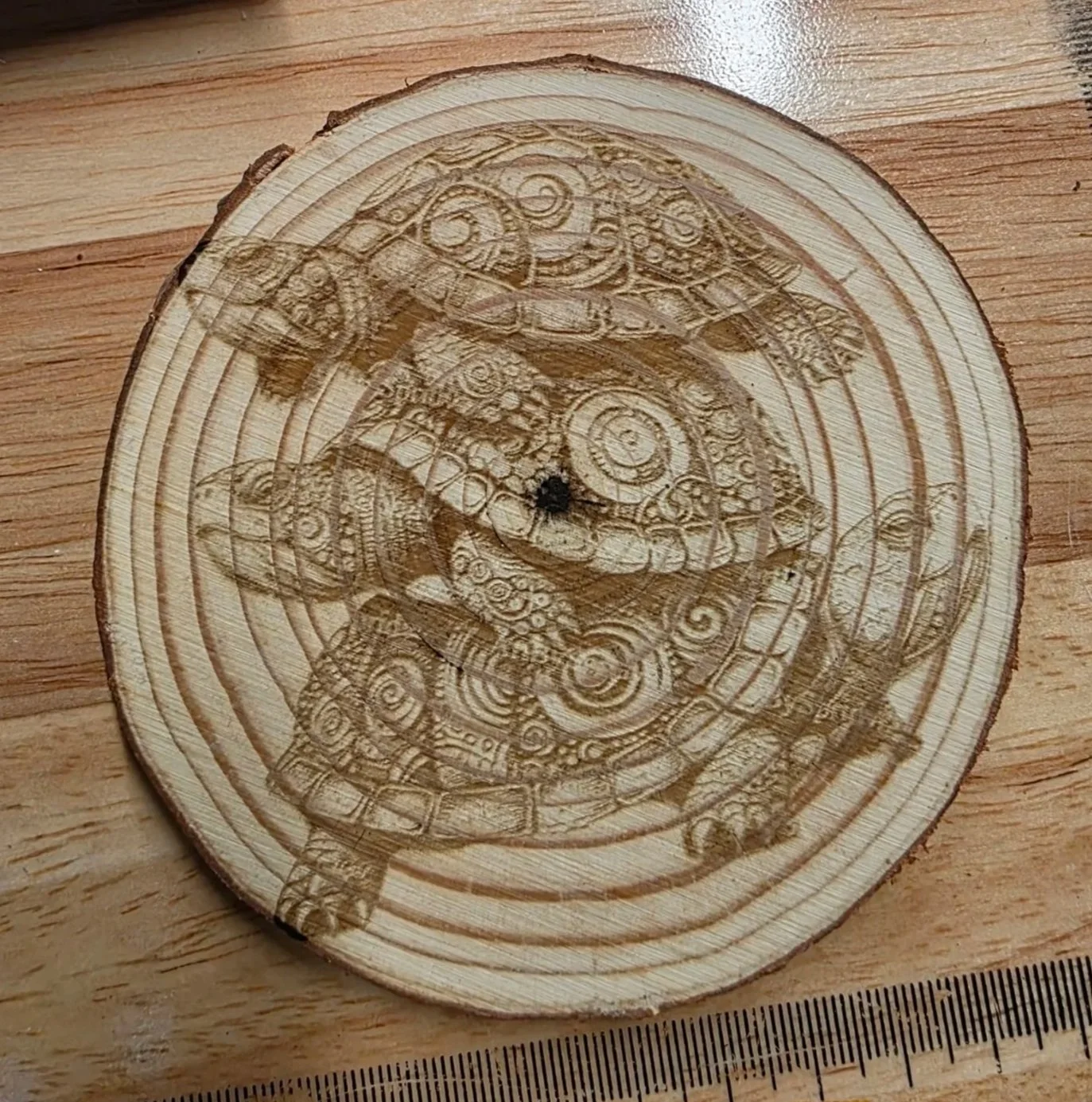 turtle.jpg