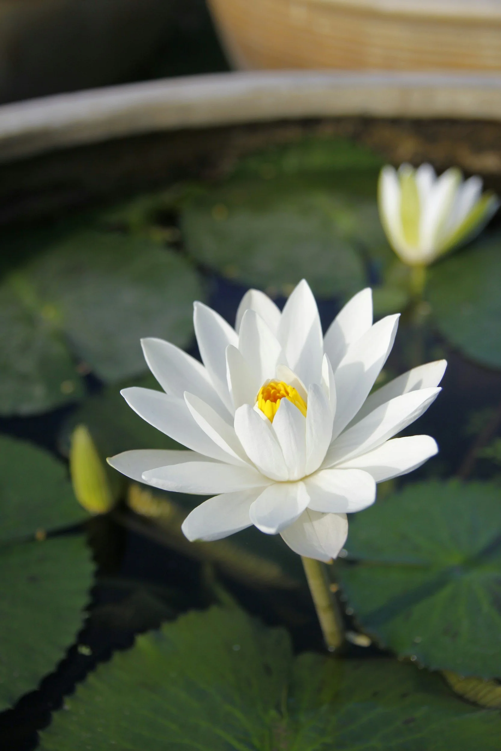A blooming white water lily with yellow center floating on a pond with green lily pads.