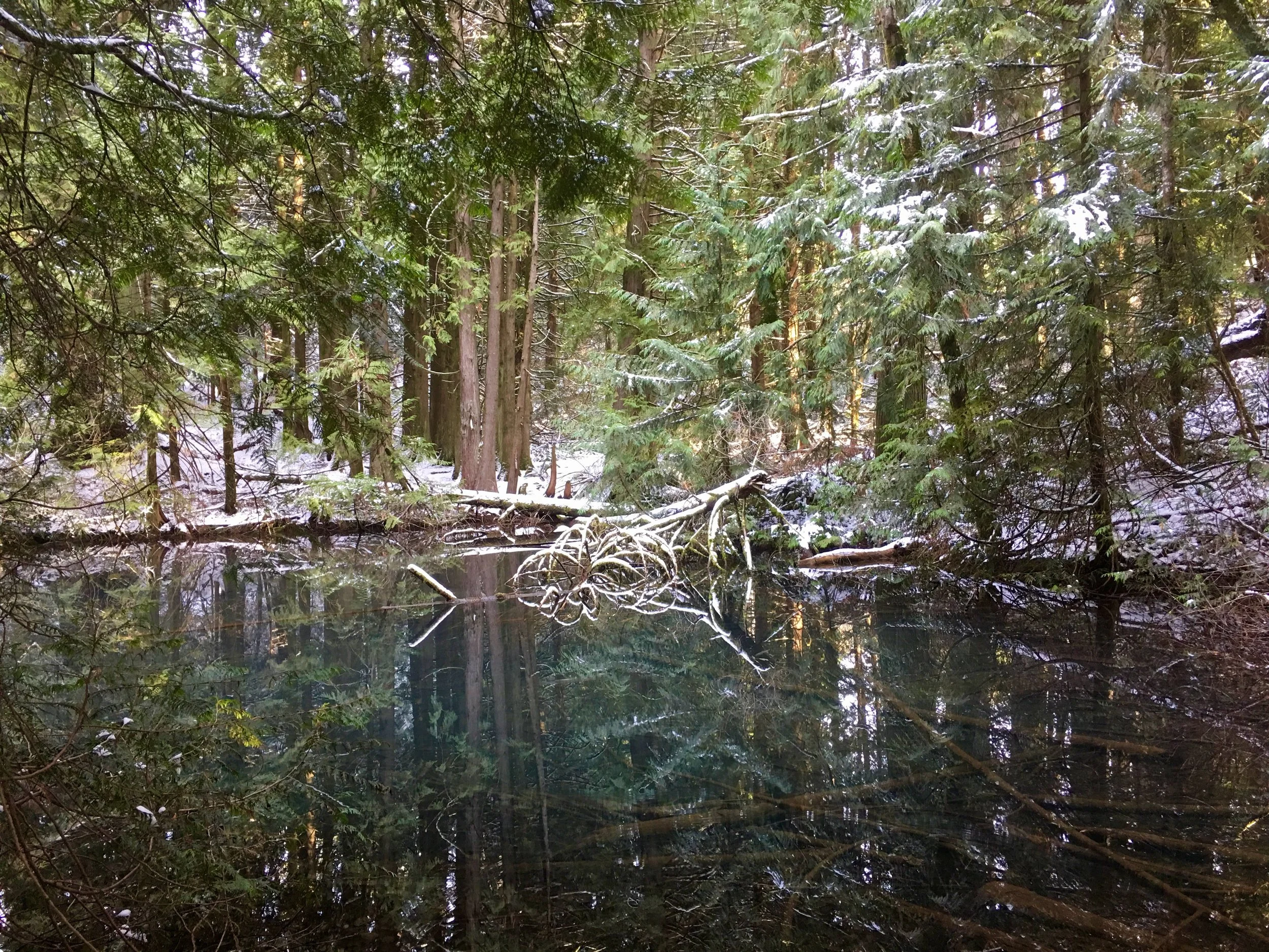 A snowy forest scene with evergreen trees and a calm body of water reflecting the trees and snow.