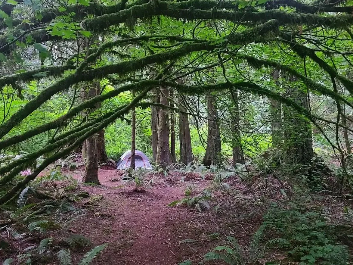A tent set up in a lush green forest with tall trees and moss-covered branches, surrounded by ferns and natural forest floor.