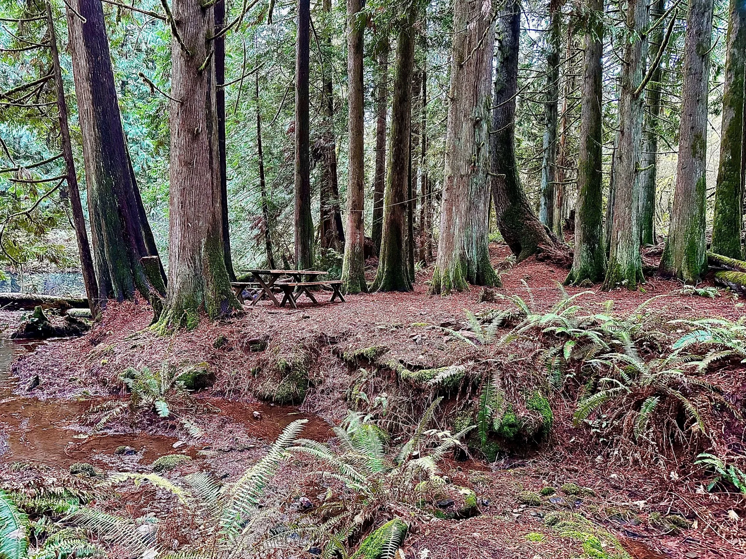 A forest scene with tall trees and fern plants on the ground. There is a wooden picnic table in the background.