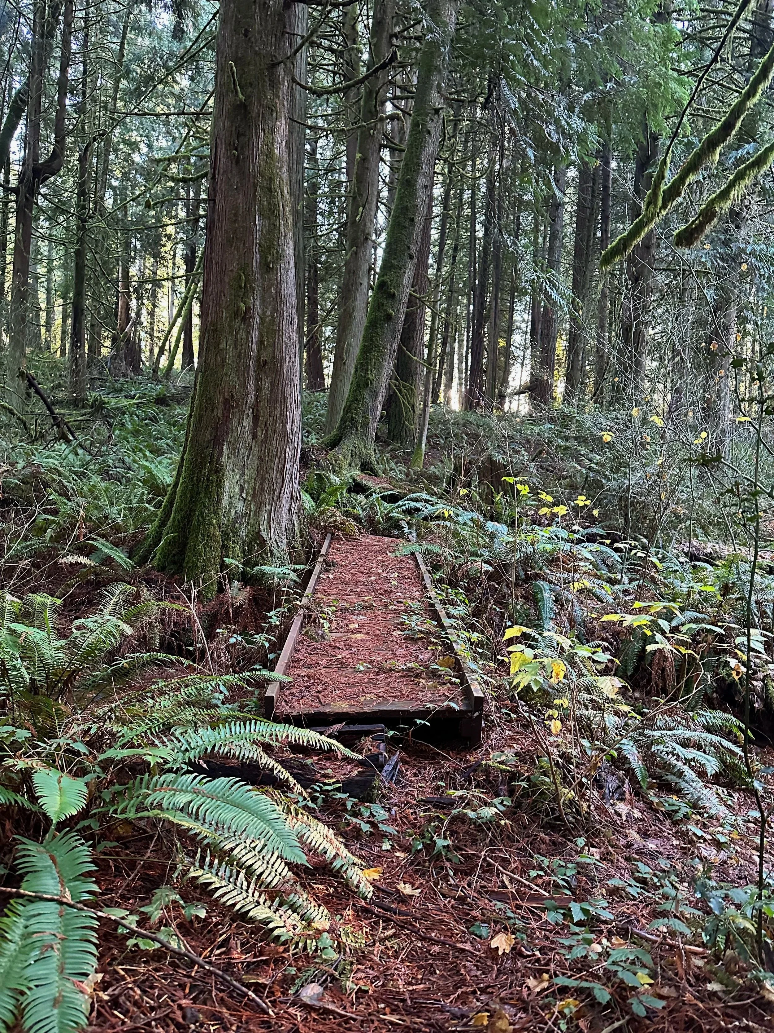 A narrow wooden trail in a dense forest of tall trees and green foliage, with moss growing on some tree trunks and a slight slope leading upwards.