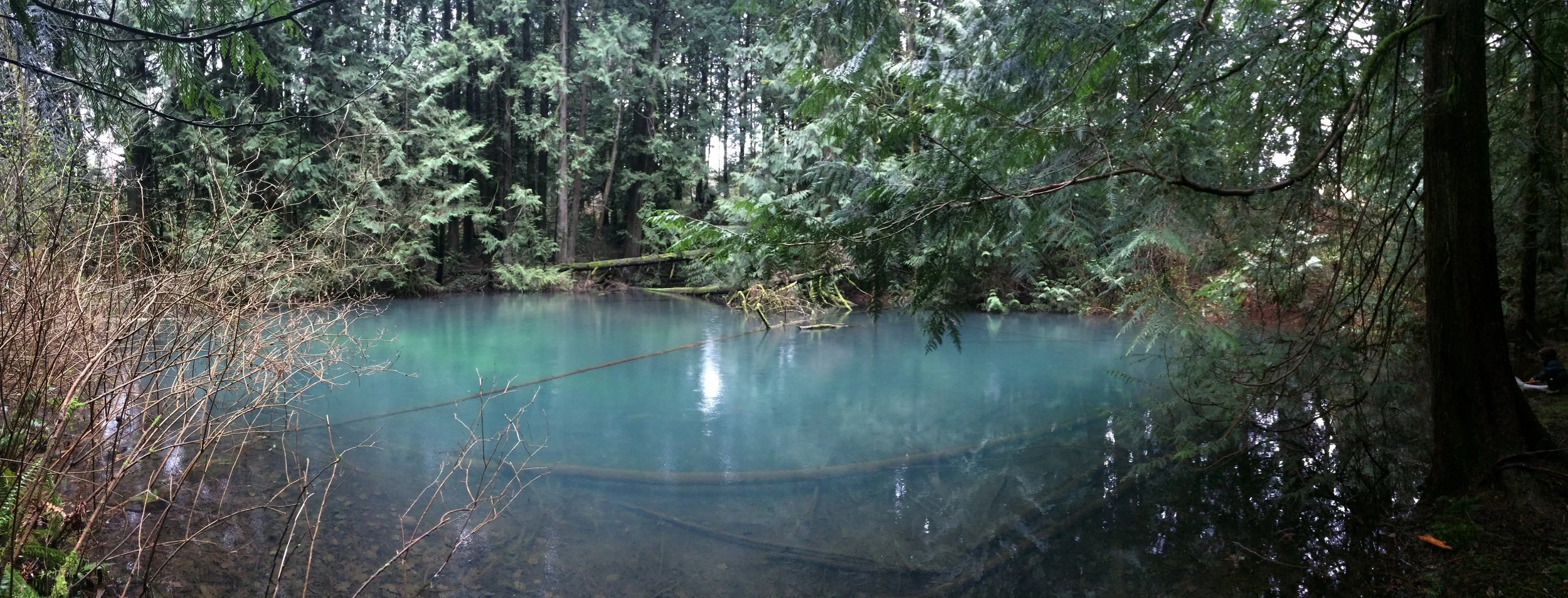 A serene forest scene with a small blue-green pond surrounded by tall evergreen trees and lush green foliage.