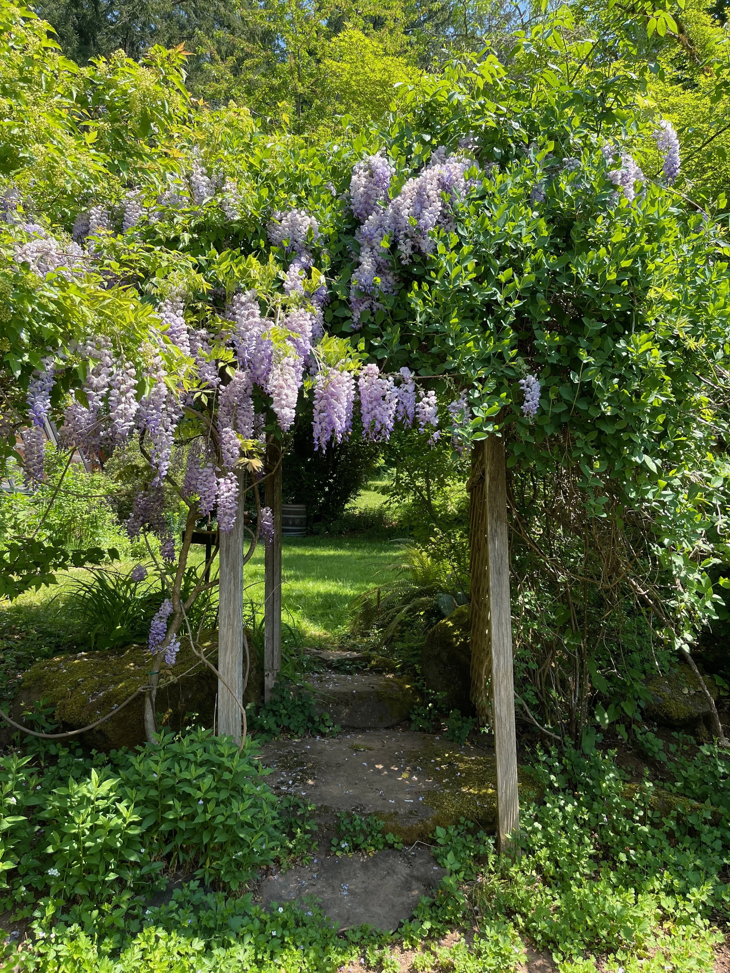 A garden pathway framed by a flowering purple wisteria vine and lush green foliage, leading to a grassy area.