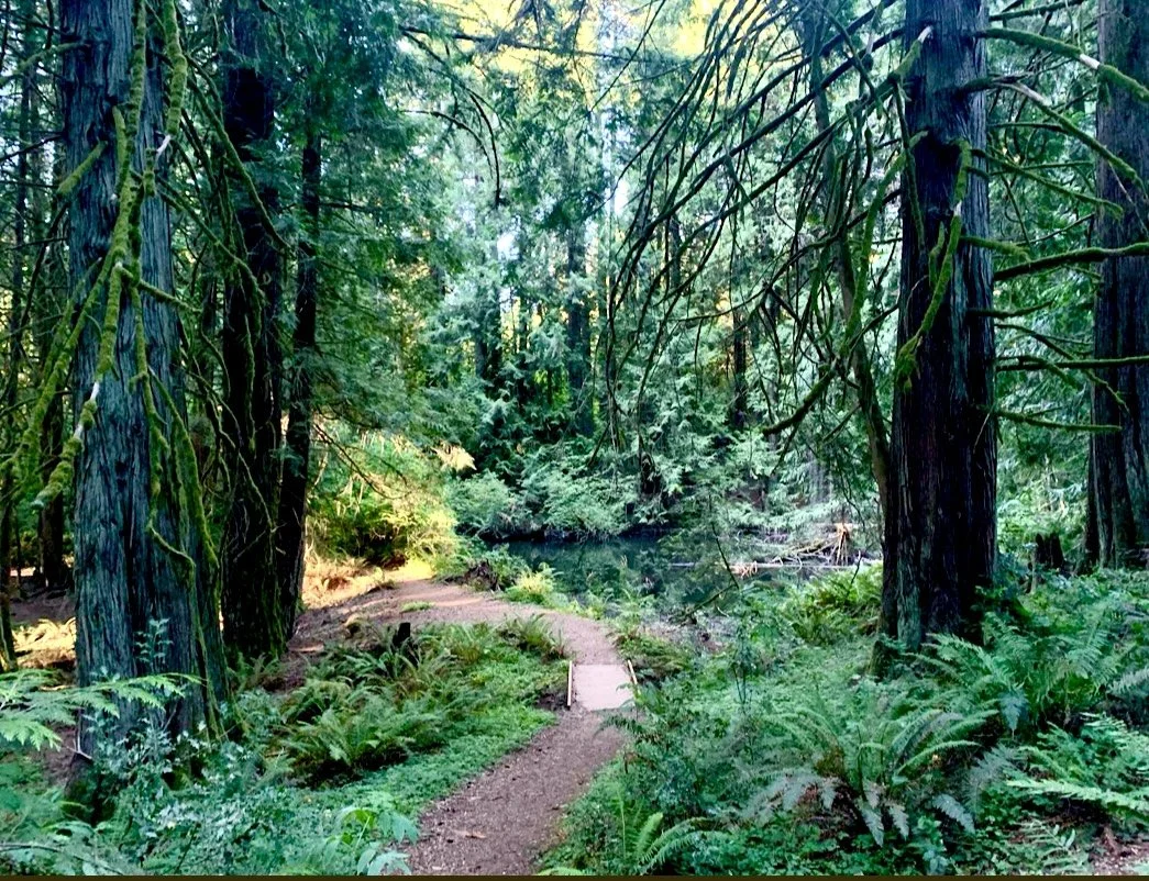 A forest trail winding through dense trees and greenery near a small water body, with sunlight filtering through the leaves.