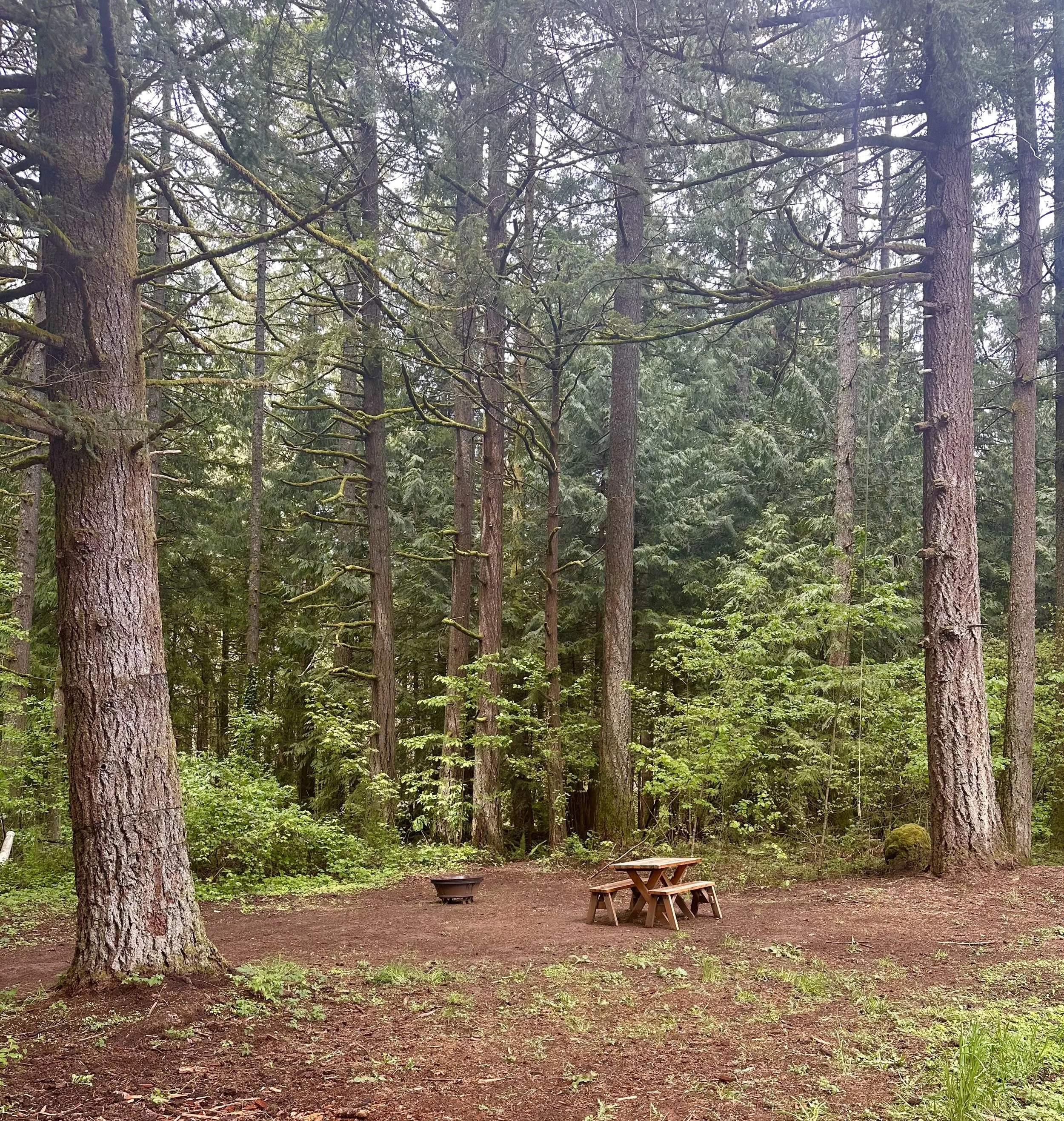 A wooded forest clearing with a picnic table and a small fire pit.