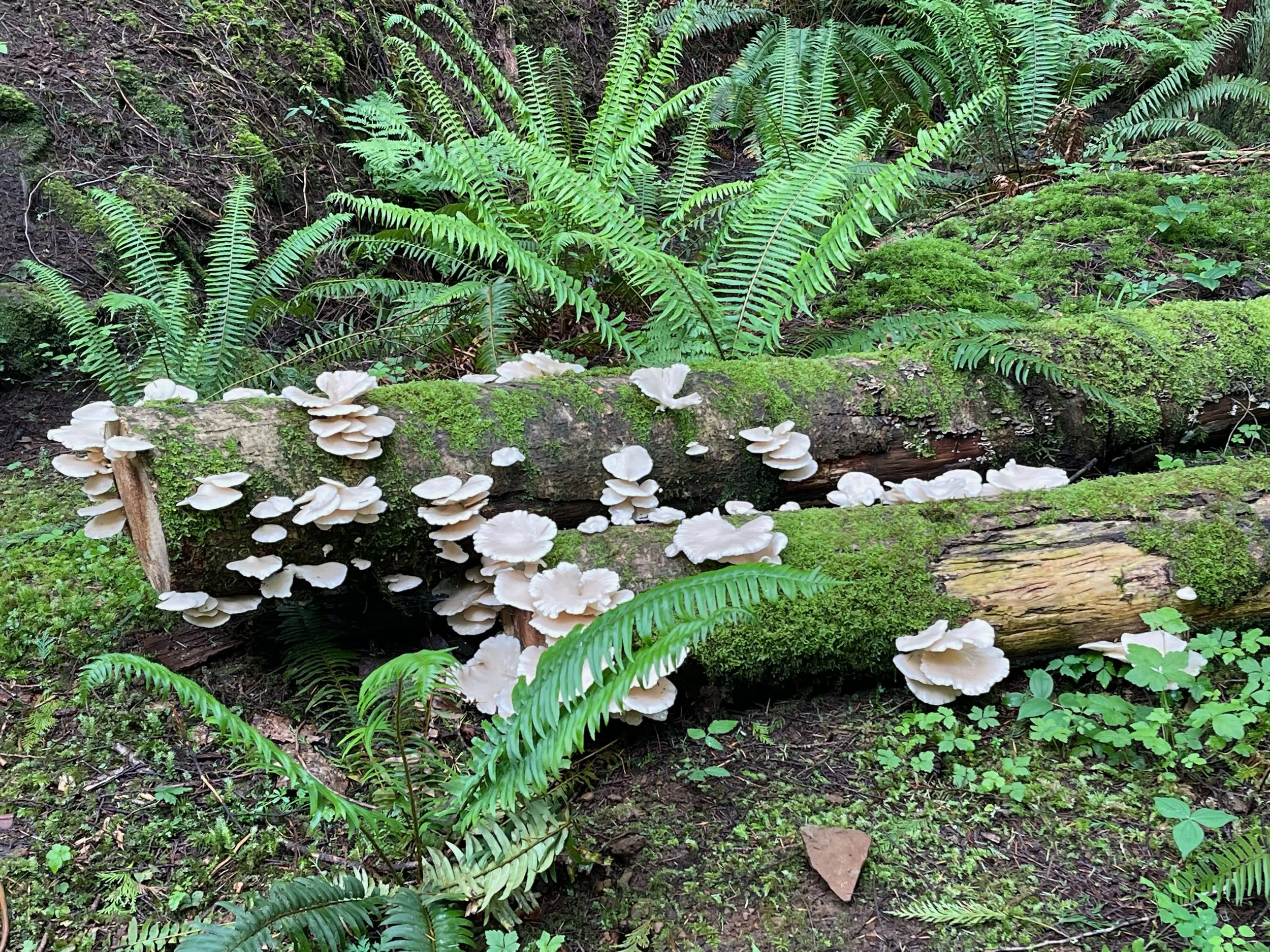 Fallen moss-covered logs with white mushrooms growing on and around them in a green forest with ferns in background.