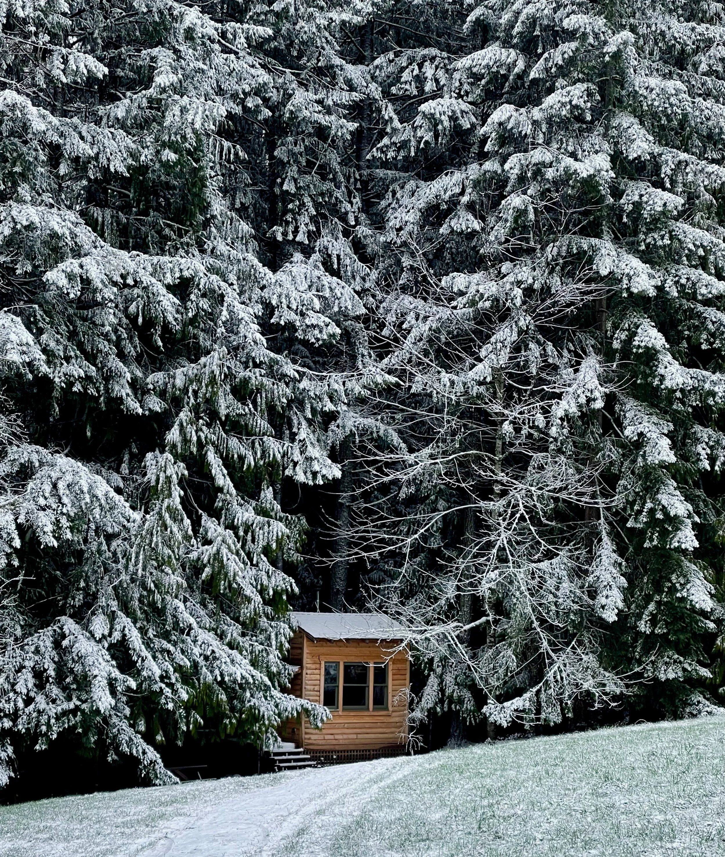 A small wooden cabin with large windows is nestled at the edge of a snow-covered forest, with snow-laden evergreen trees in the background and snow on the ground.