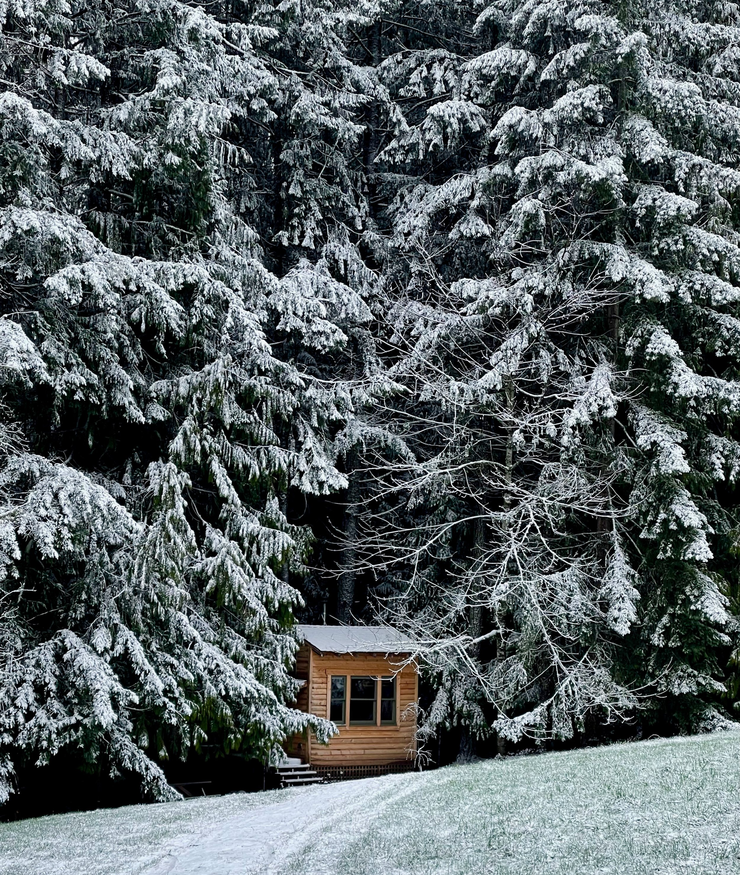 A small wooden house in a snowy clearing, surrounded by tall snow-covered evergreen trees.