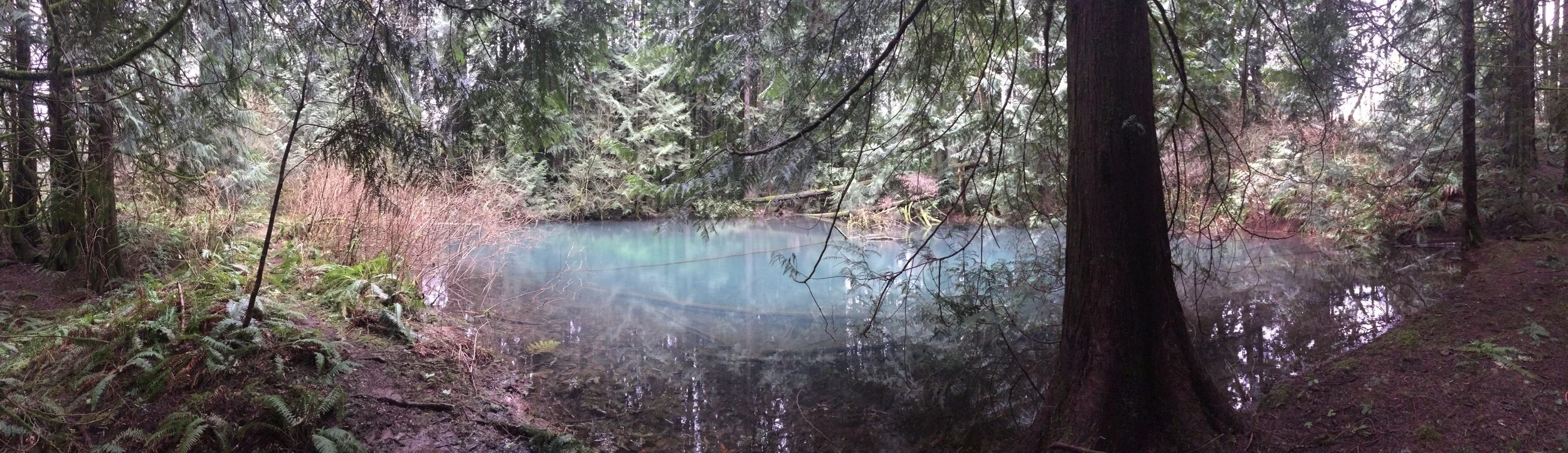 A peaceful forest scene with a small pond surrounded by dense trees and undergrowth.
