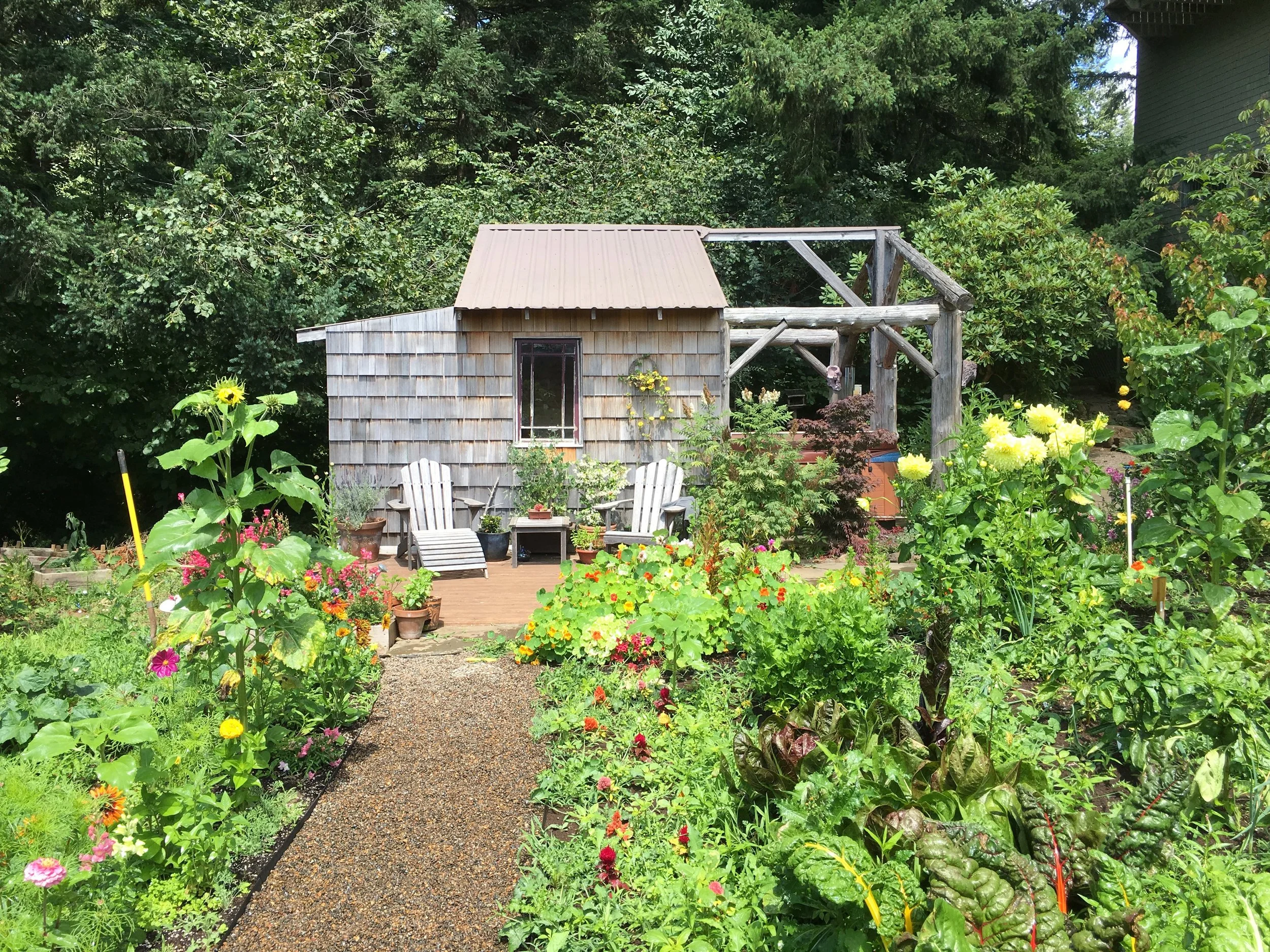 A garden with a small wooden shed, potted plants, and blooming flowers along a gravel path.