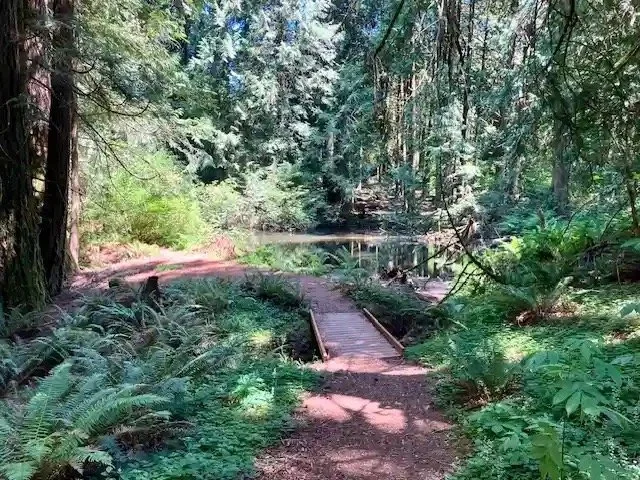 A forest trail with a small wooden bridge over a creek.