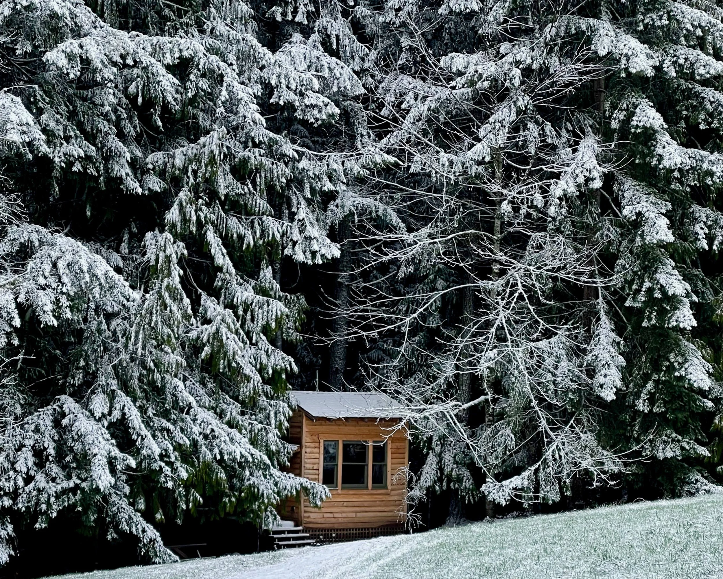 Forest Cabin Lodging