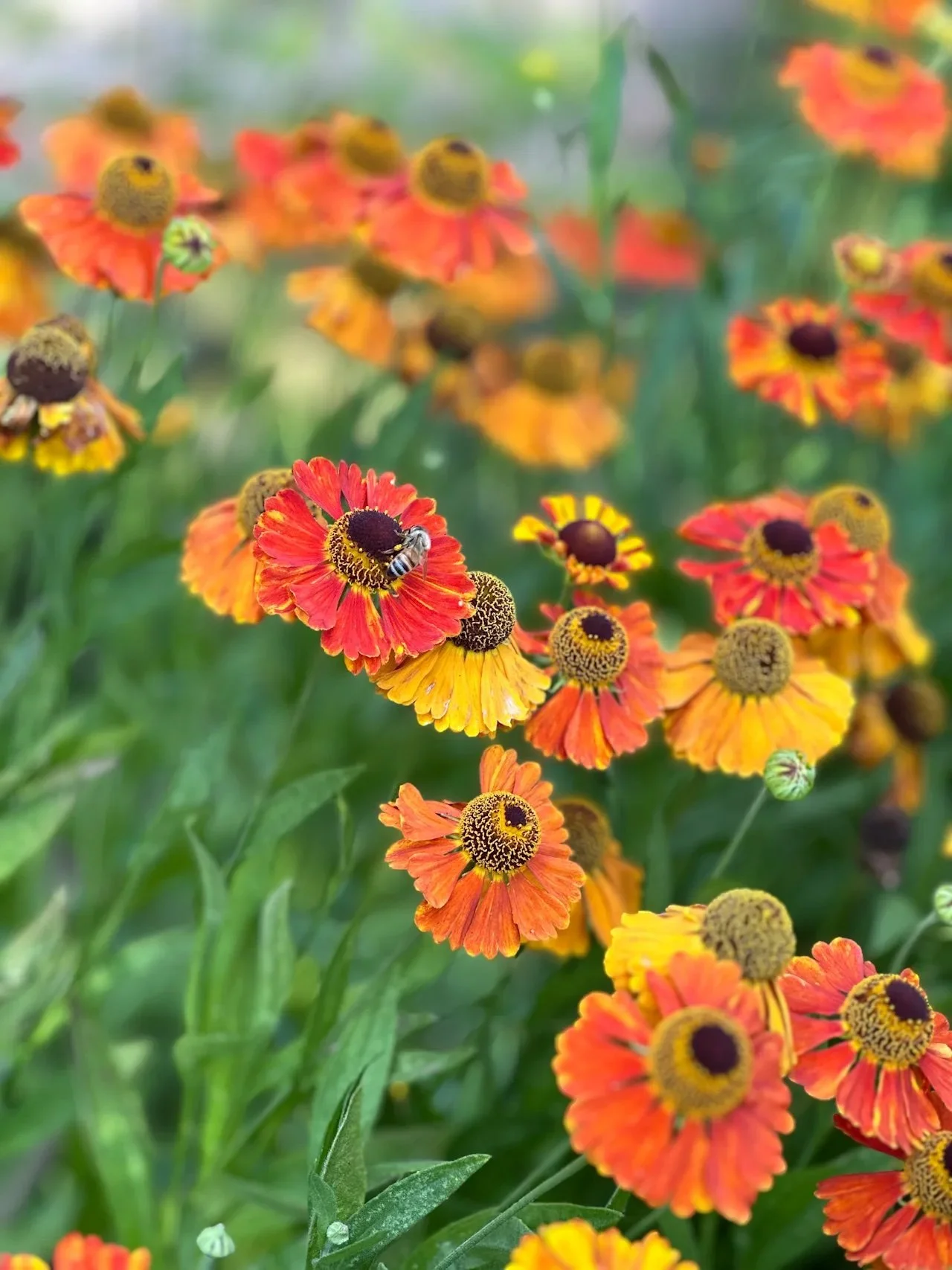 Close-up of orange and yellow flowers with a bee collecting pollen