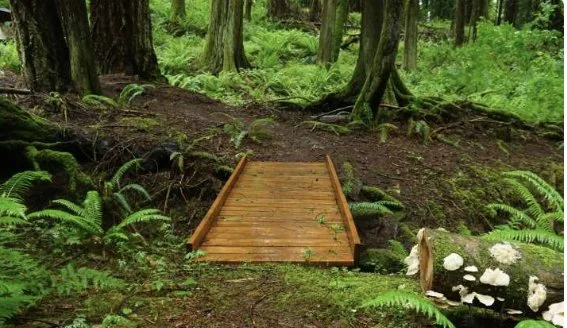 A small wooden bridge crosses a dirt path in a lush green forest with ferns and trees.