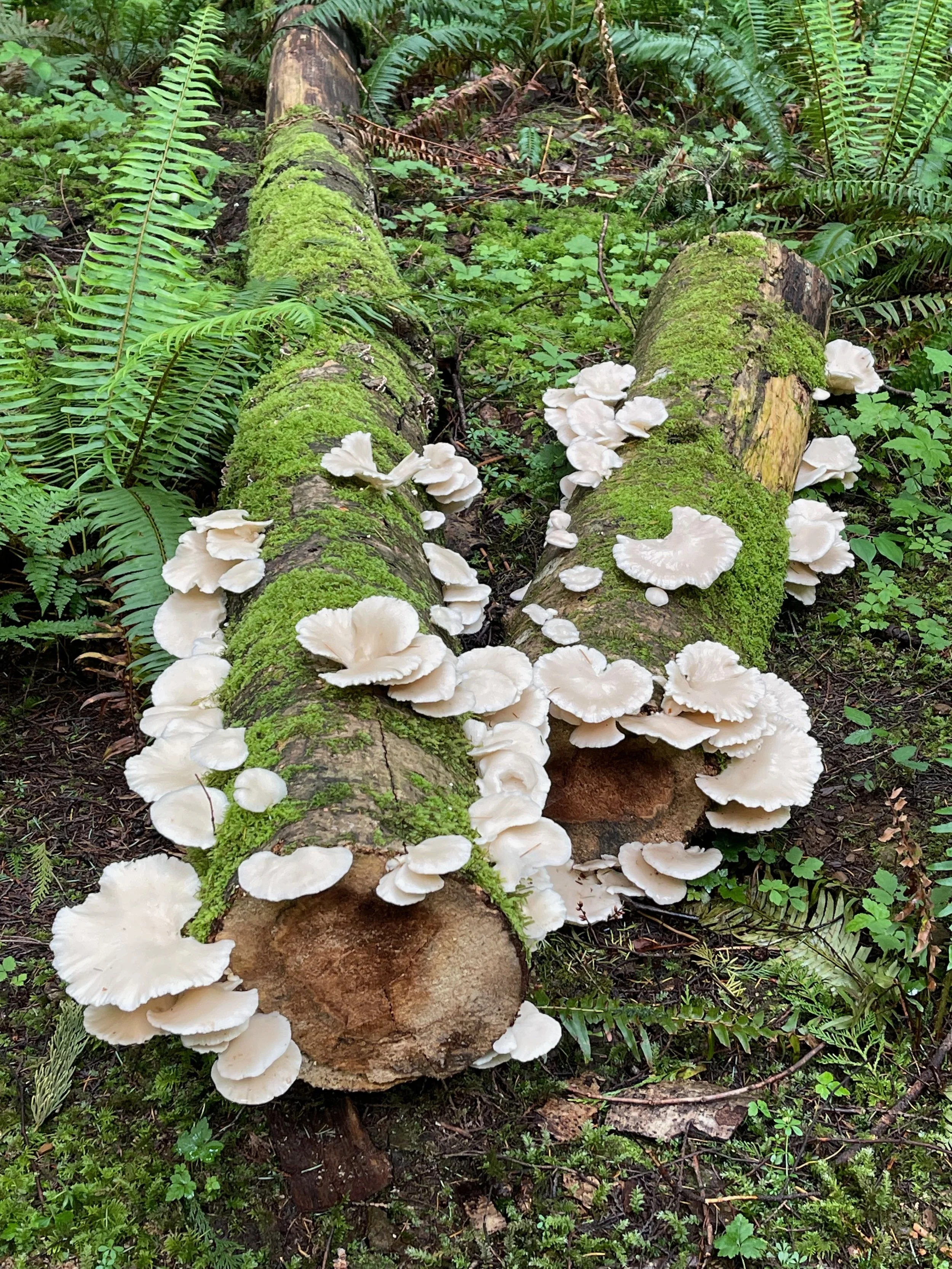 Fallen moss-covered logs with white mushrooms growing on them in a forest.