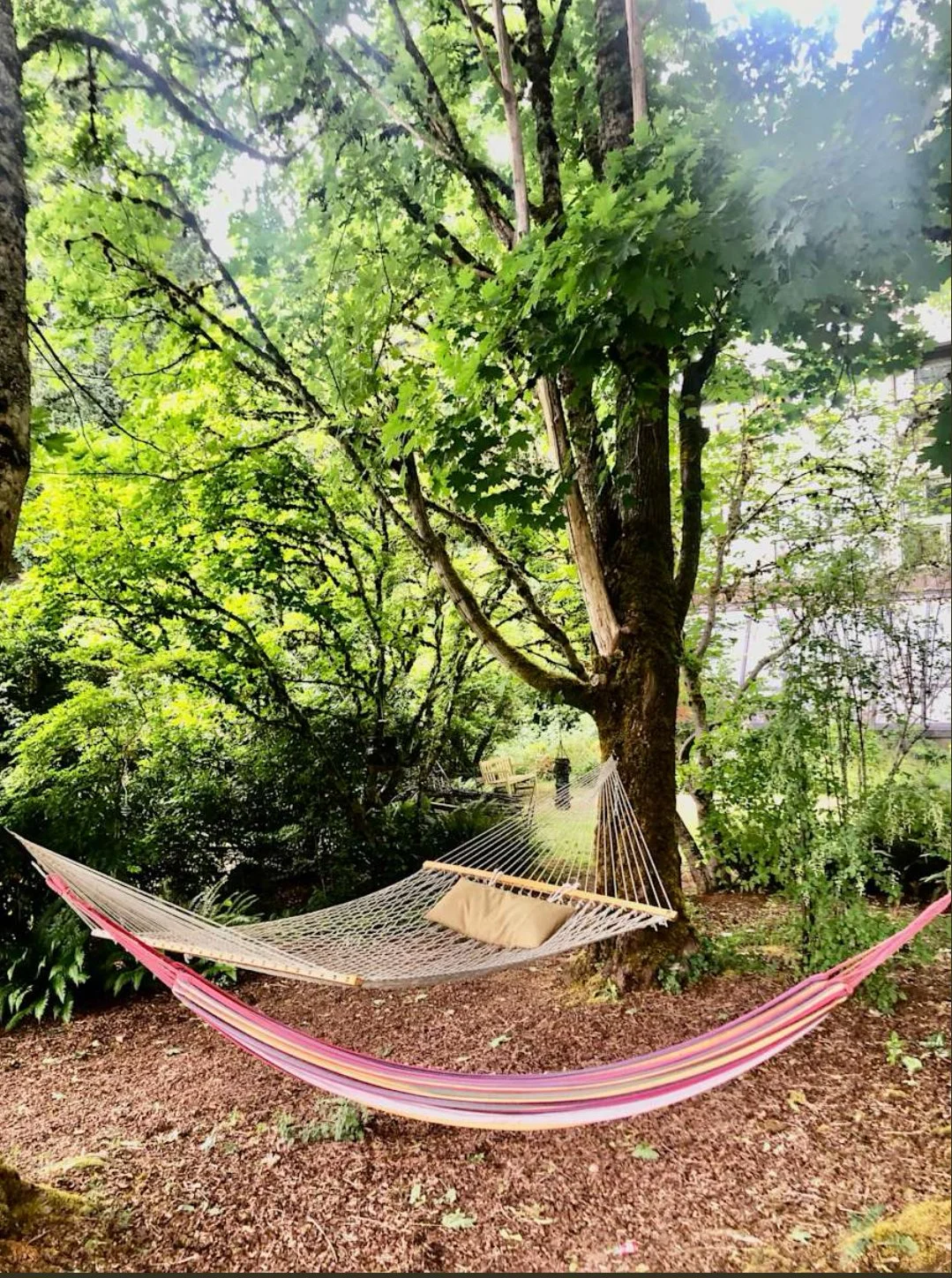 A pink and white striped hammock with a pillow hanging between trees in a lush, green outdoor garden area with mature trees and foliage.