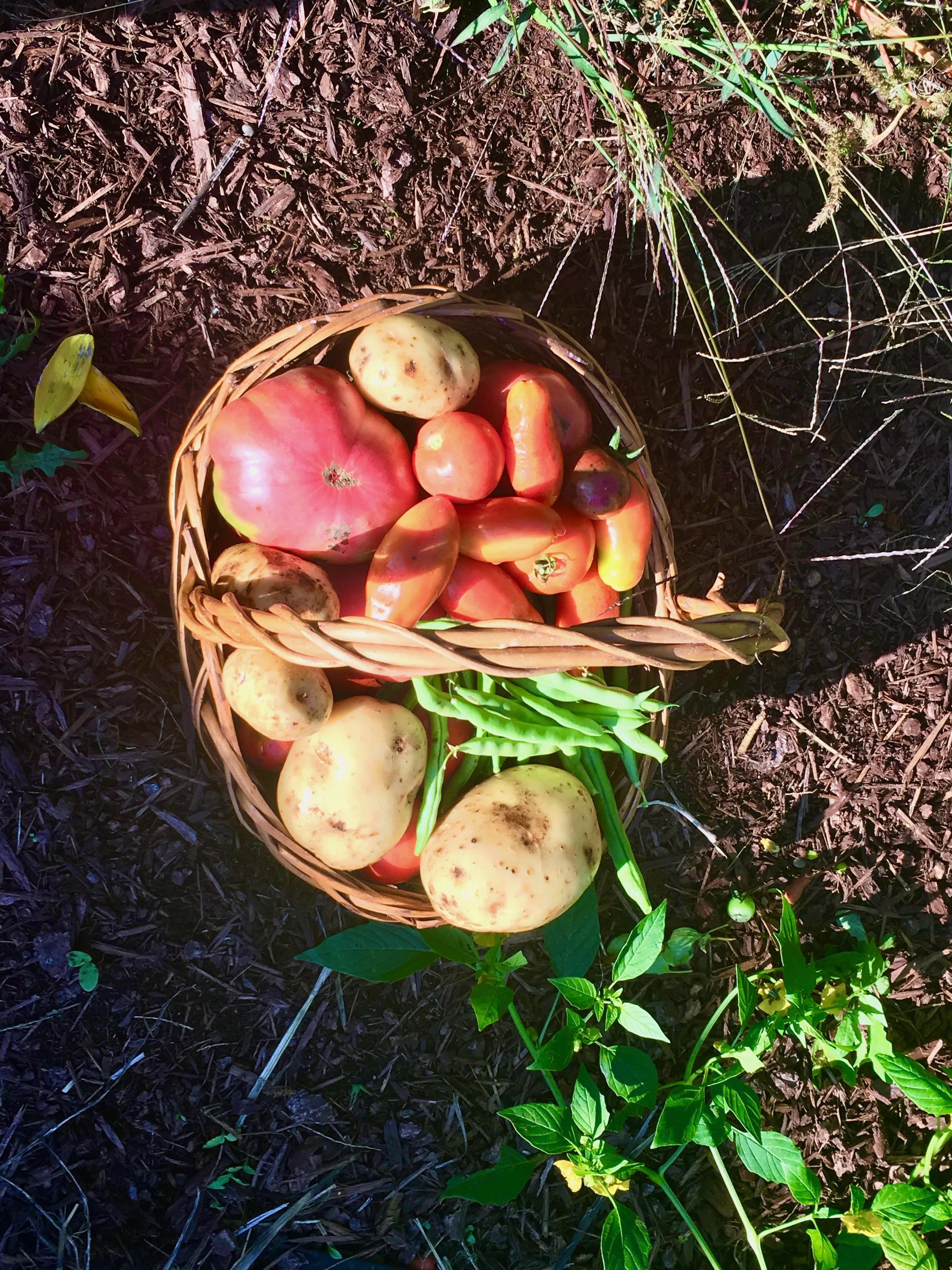 A basket of freshly picked heirloom tomatoes and potatoes outdoors on the ground in a garden.