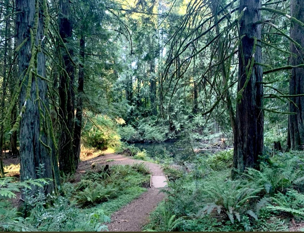 Forest Camping