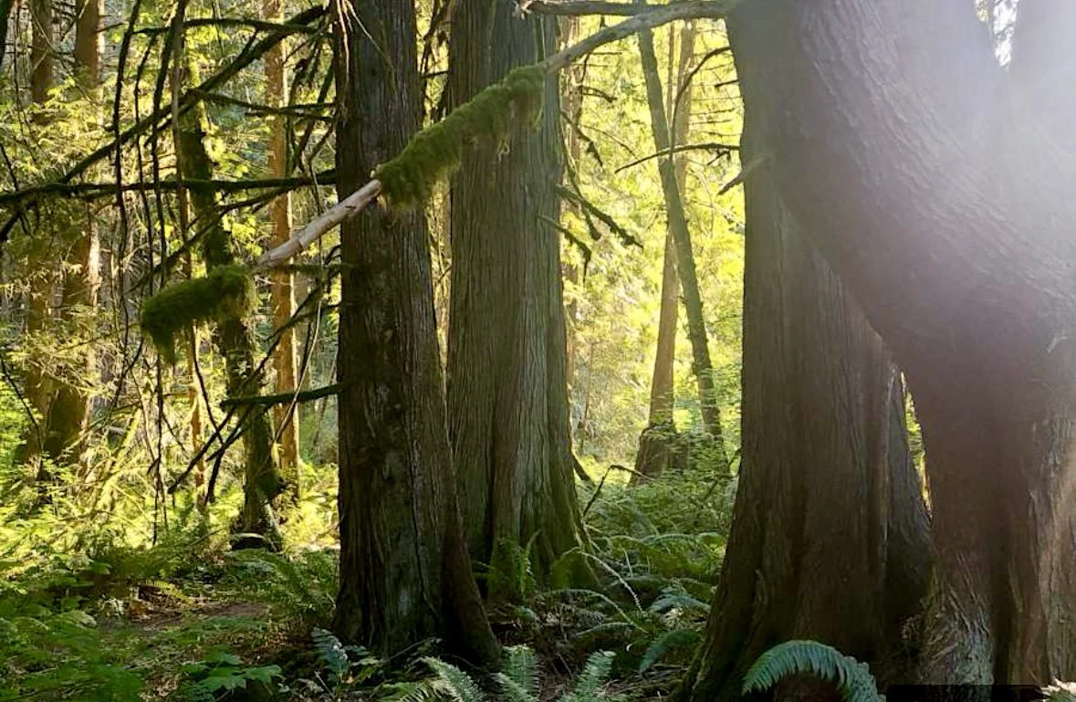 Sunlight filtering through tall trees with moss-covered branches in a lush green forest.