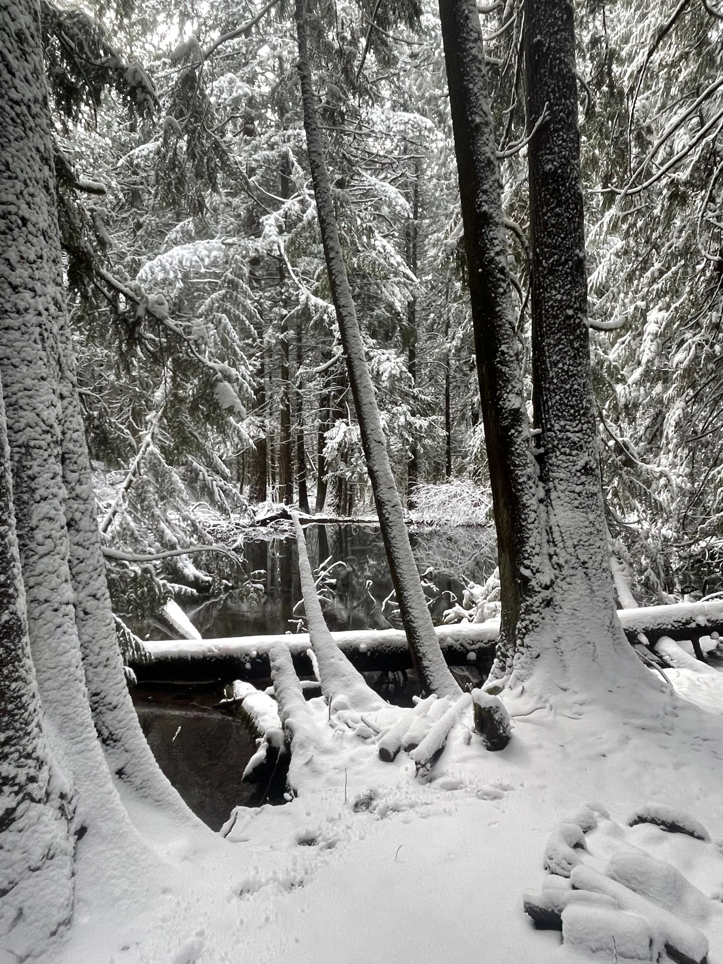 Snow-covered trees and a frozen river in a dense winter forest.