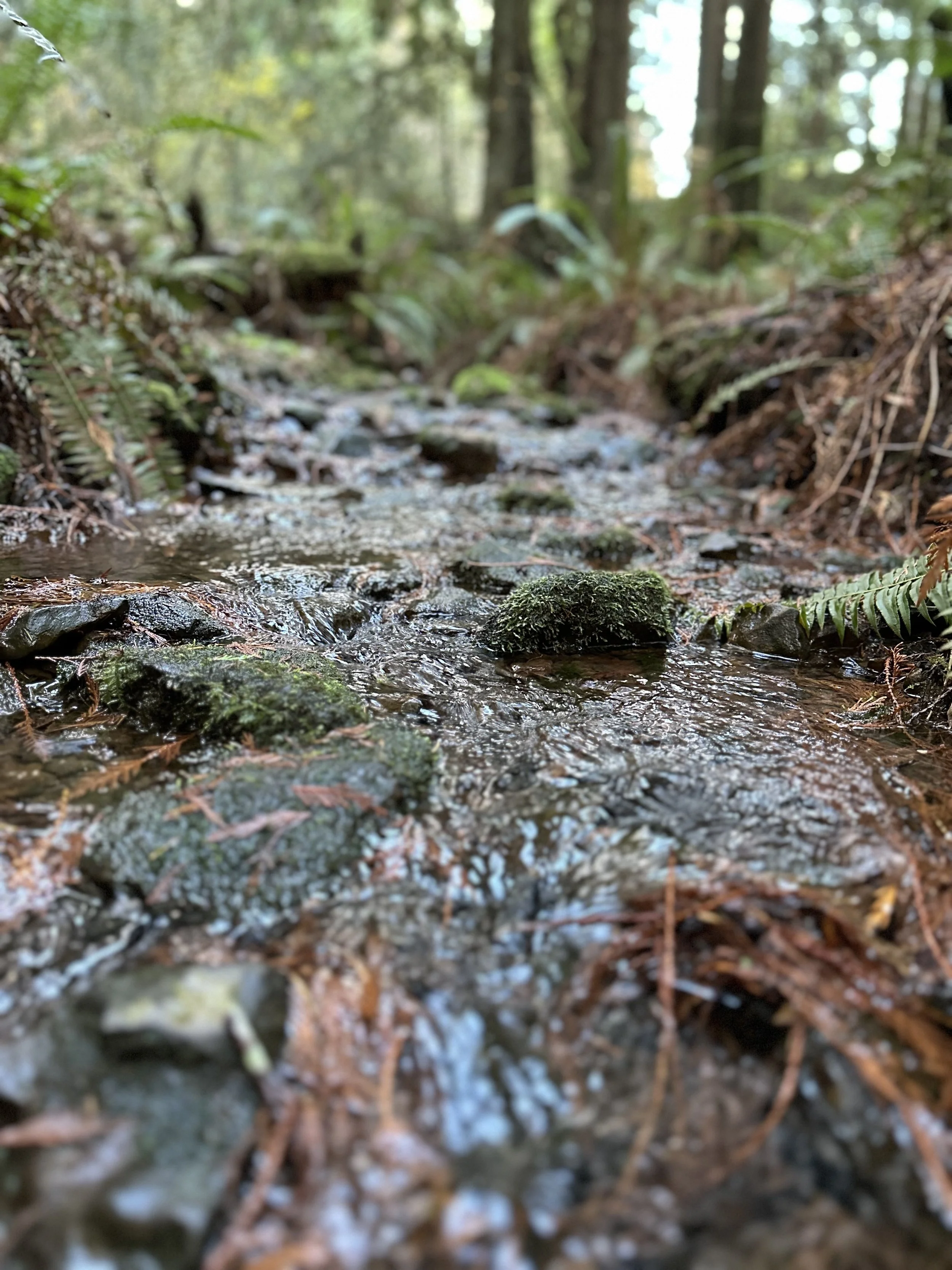A small forest stream with rocks and moss, surrounded by ferns and trees in the background.