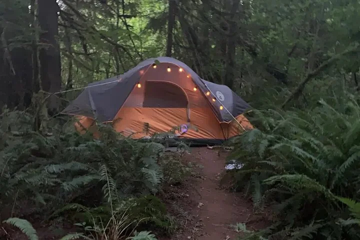 A camping tent set up in a forest with string lights hanging from the top, surrounded by ferns and trees.