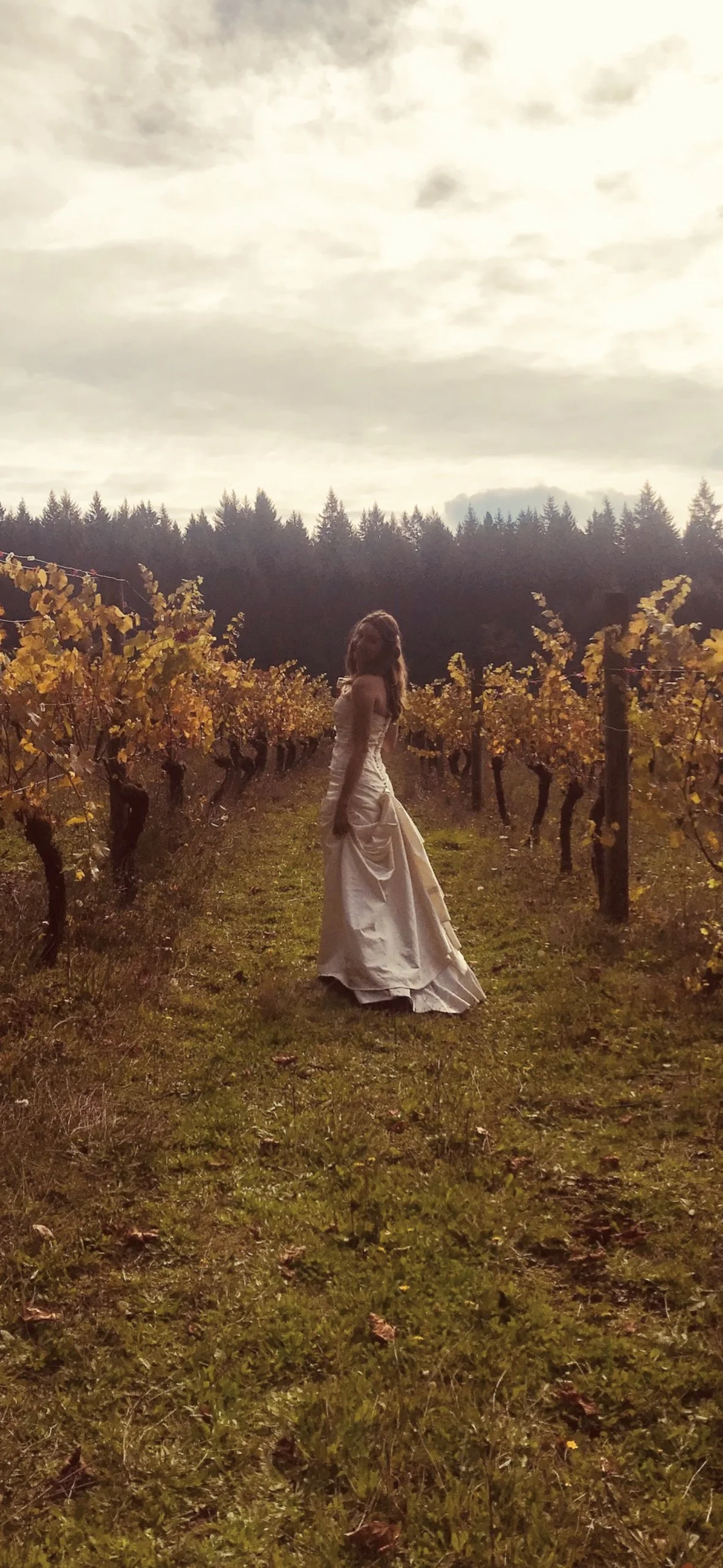 A woman in a white wedding dress standing in a vineyard with yellow leaves, surrounded by grapevines, under a cloudy sky.
