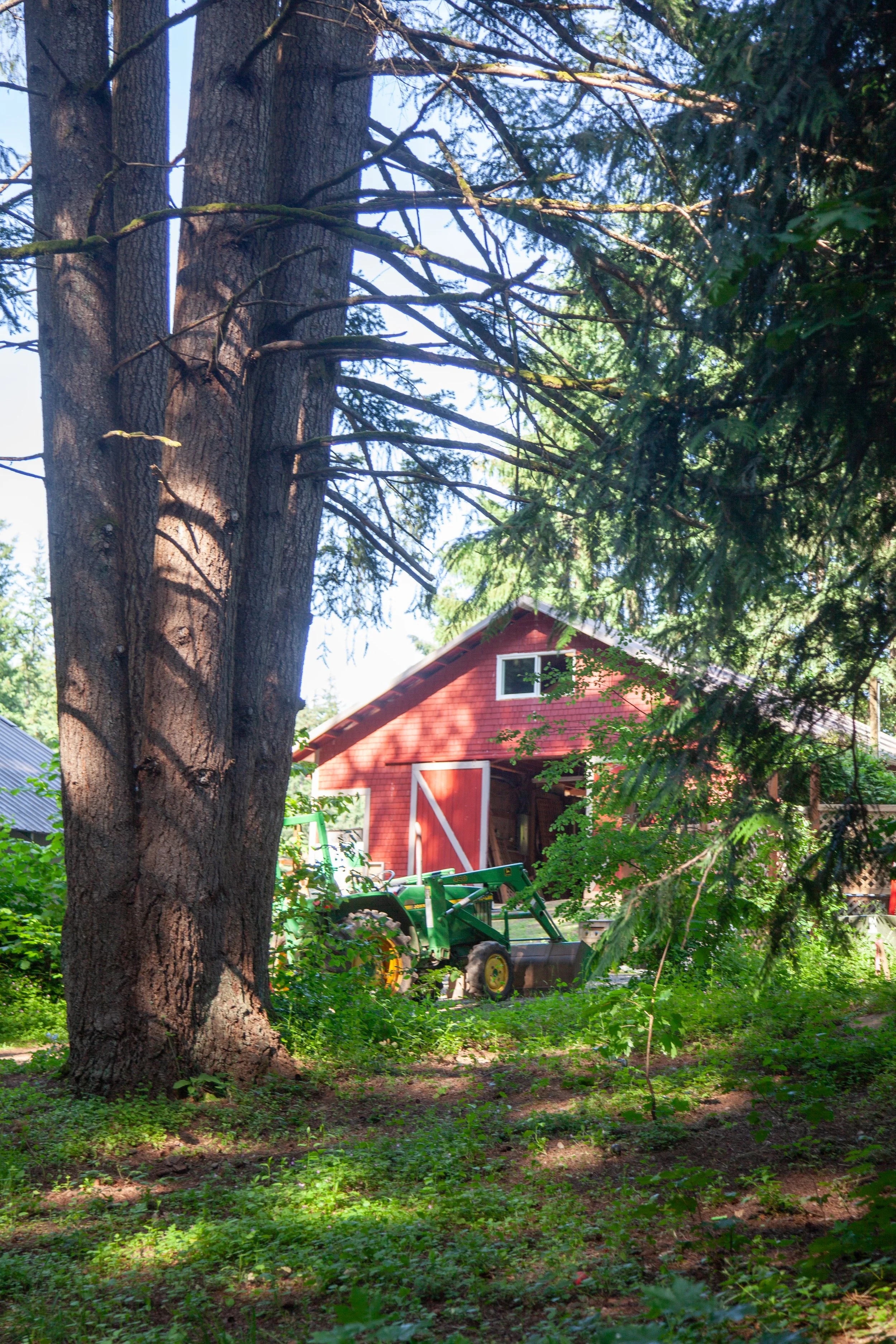 A red barn surrounded by trees, with a green tractor in front of it, and shadows cast by the trees on the ground.