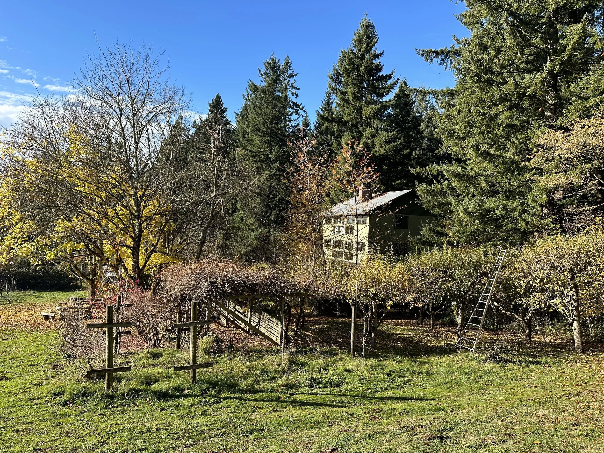 A backyard orchard with fruit trees, some with yellowing leaves and some bare, against a backdrop of tall evergreen trees and a white house partially obscured by the trees, under a bright blue sky.