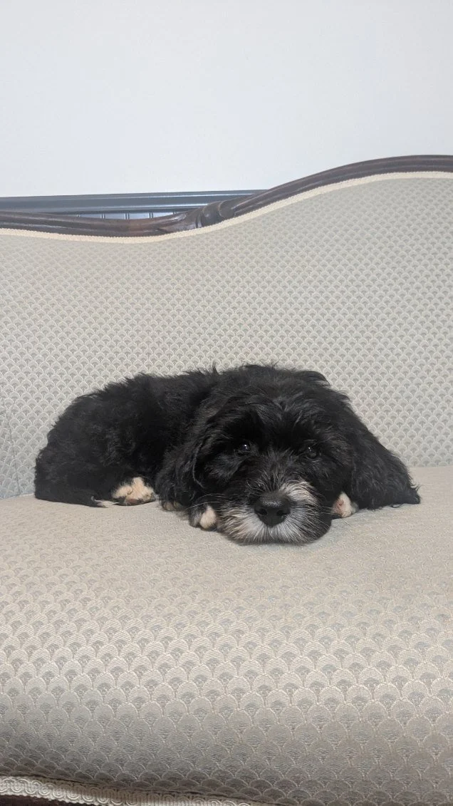 A black and white Bernese Water dog puppy lying on a patterned beige and gray chair, resting its head on the seat cushion.