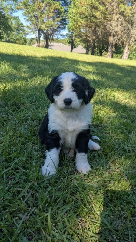 Cute black and white Bernese Water dog puppy sitting on grass in a park with trees and blue sky in the background.