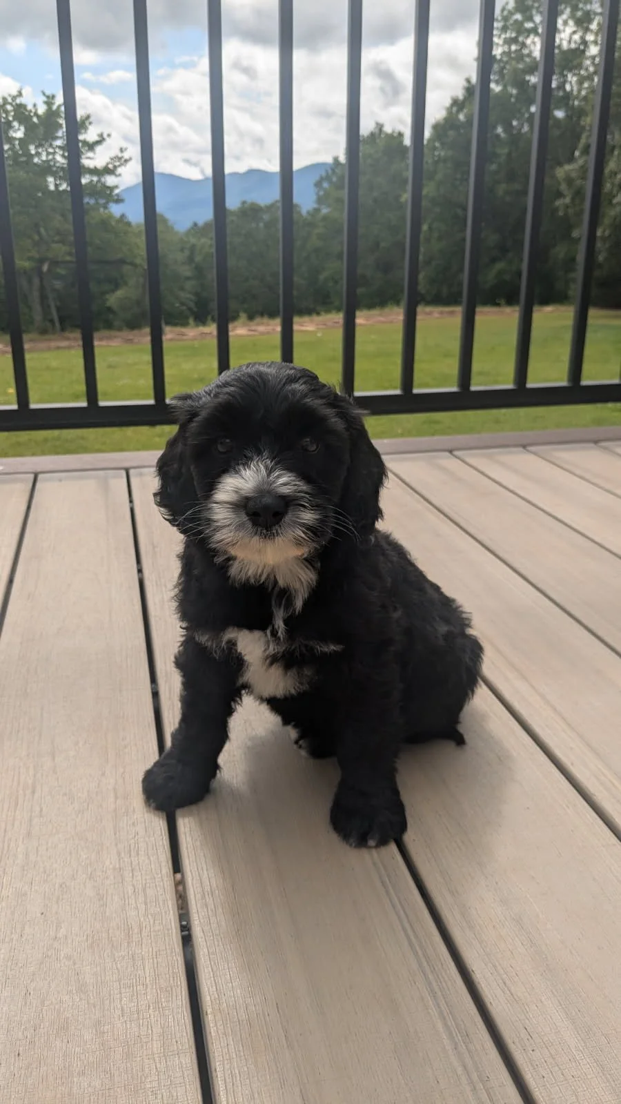 A fluffy black and white Bernese Water dog puppy sitting on a wooden deck with a metal railing, green grass, trees, and mountains in the background.