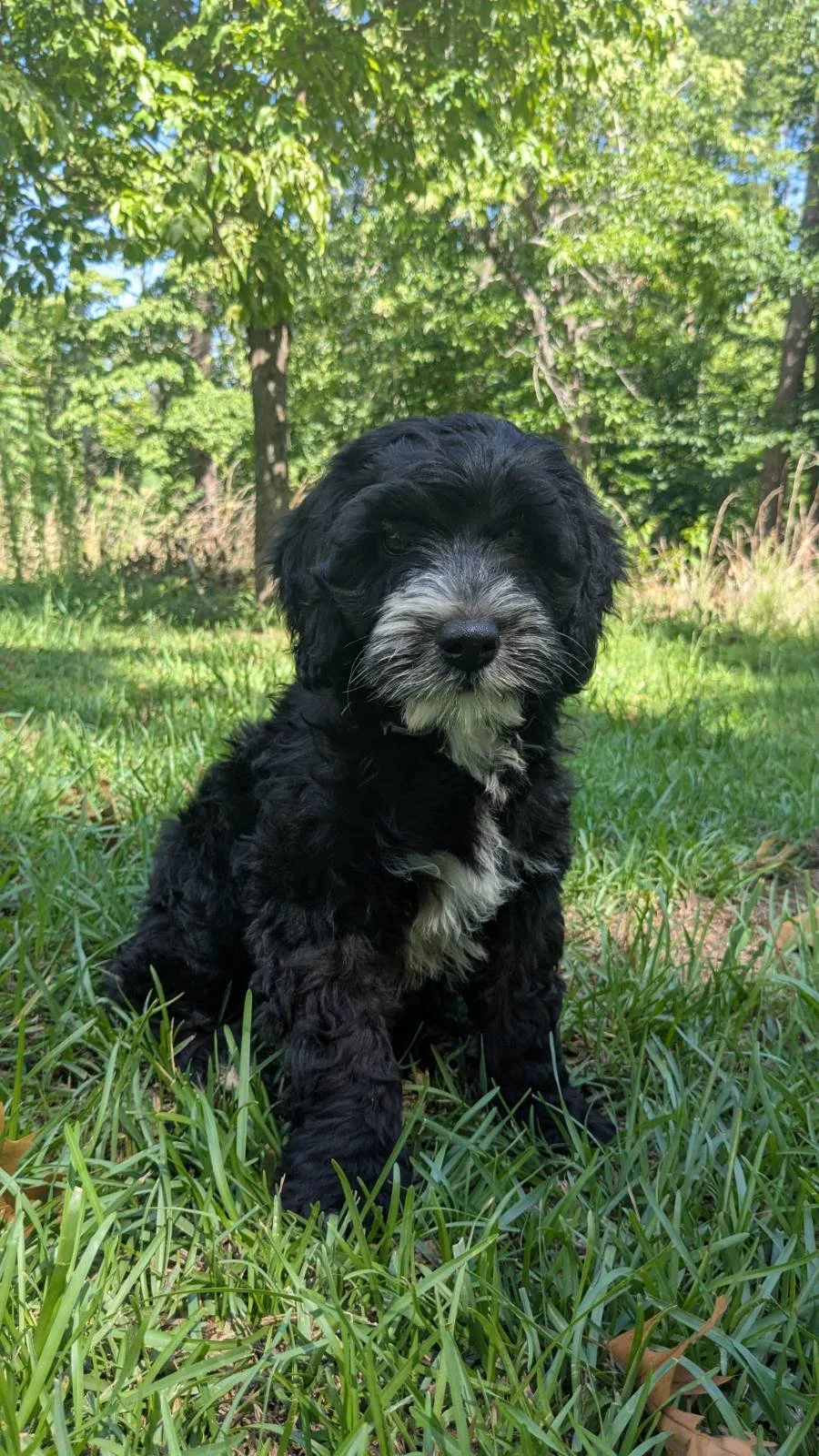 A black and white fluffy Bernese Water dog puppy sitting on green grass in a wooded area with trees in the background.