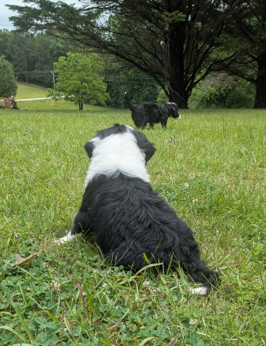 A black and white Bernese Water dog puppy sitting in a grassy field, looking at a larger black dog near a tree in the background.