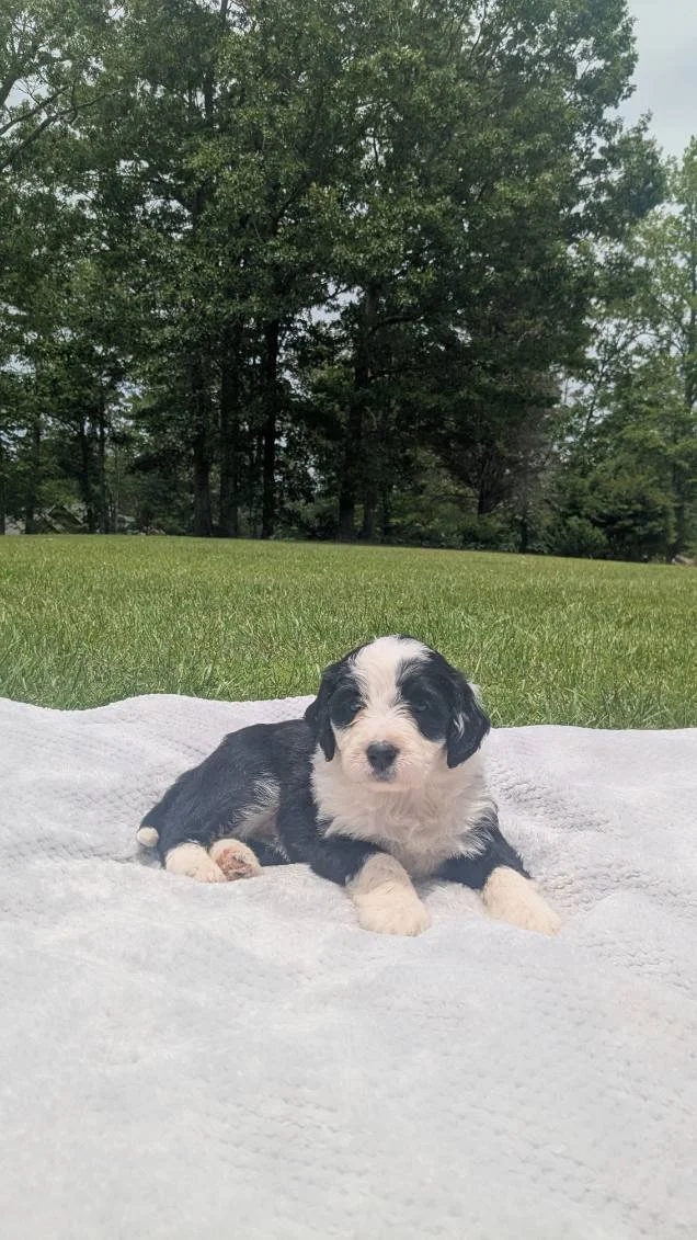 A black and white Bernese Water dog puppy lying on a white blanket outdoors on grass, with trees in the background.