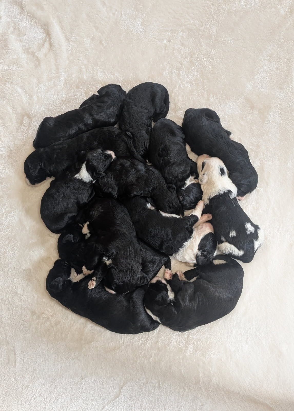 Two Week Puppy update!!!