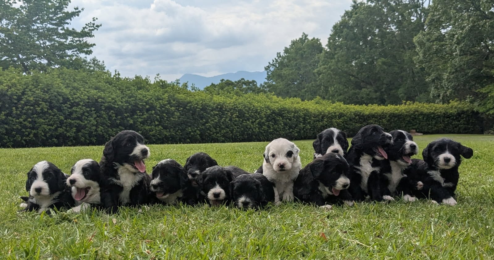 Four Week Puppy Update!!!