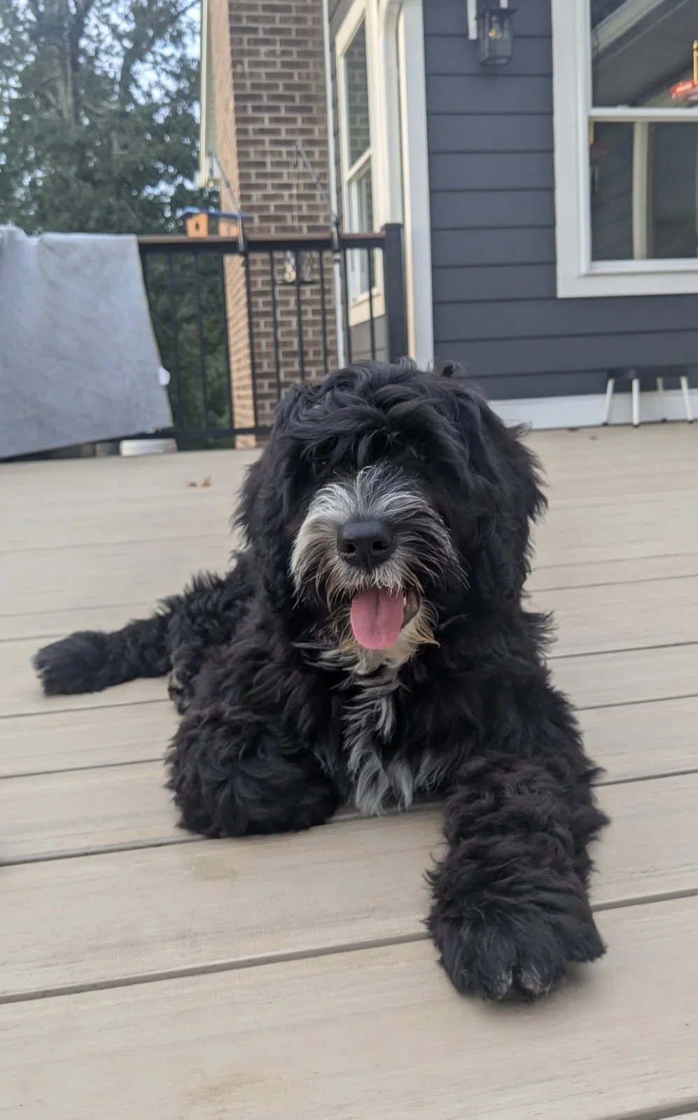 Sixteen Week Puppy Update!!!