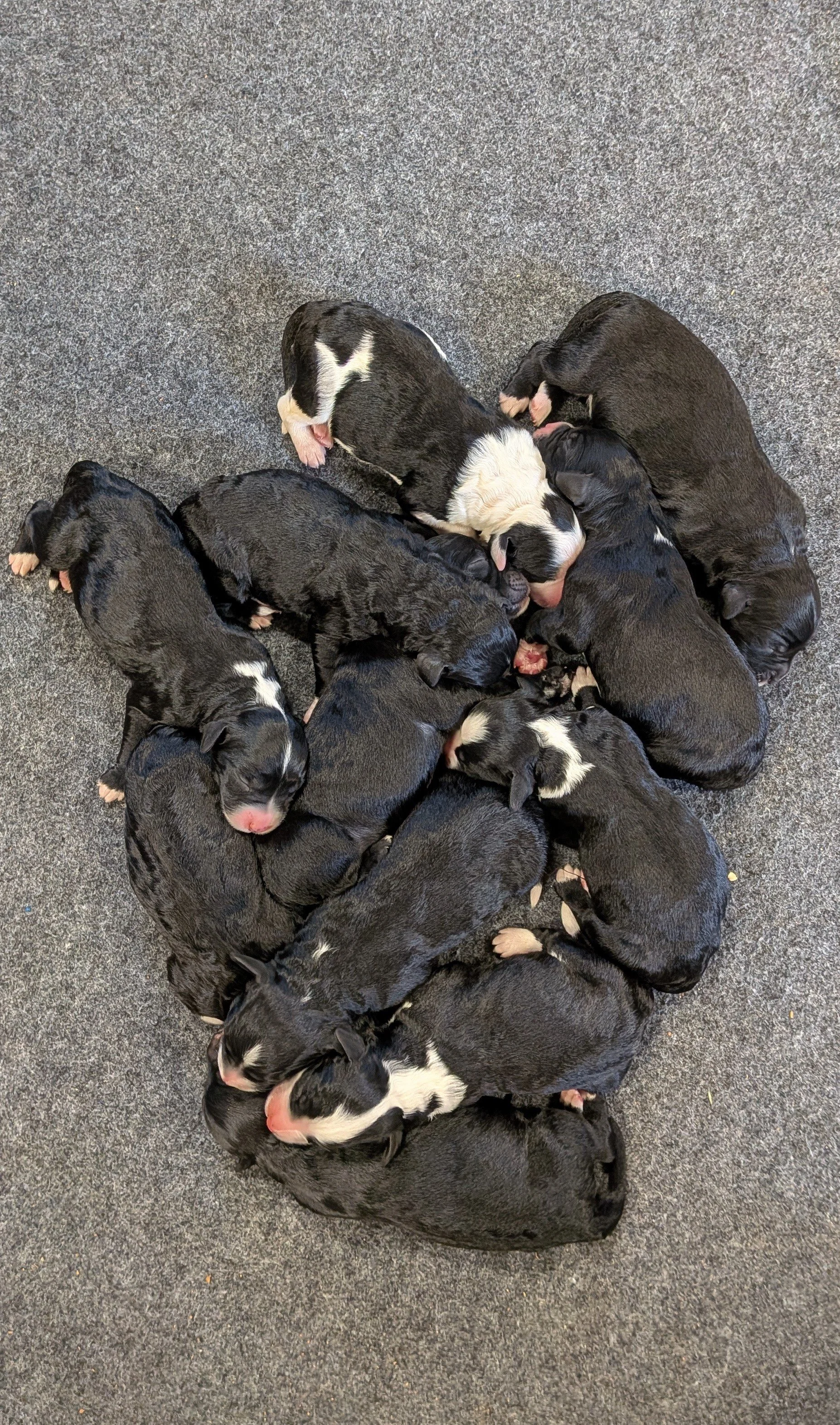 The puppies have Arrived!!!