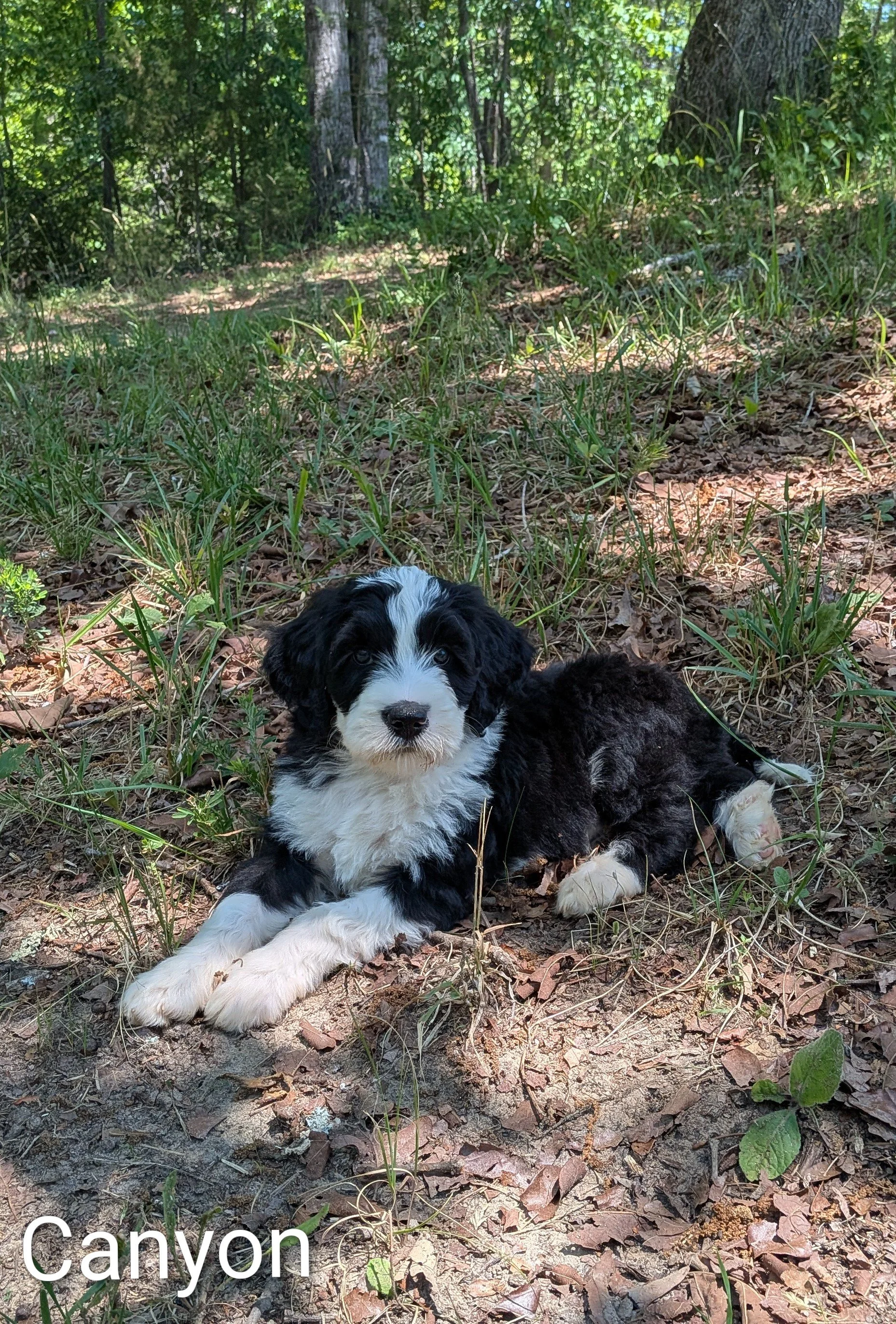 Puppy Update!!!